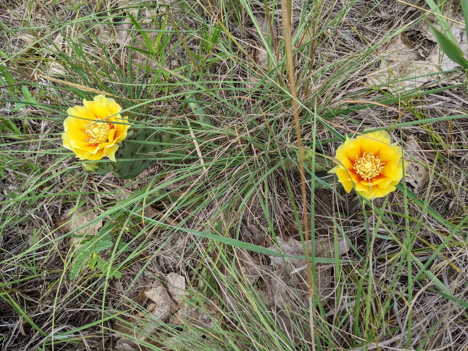 Eastern Prickly Pear (Opuntia Humifusa) — This drought-tolerant plant prefers full sun and well-drained soil