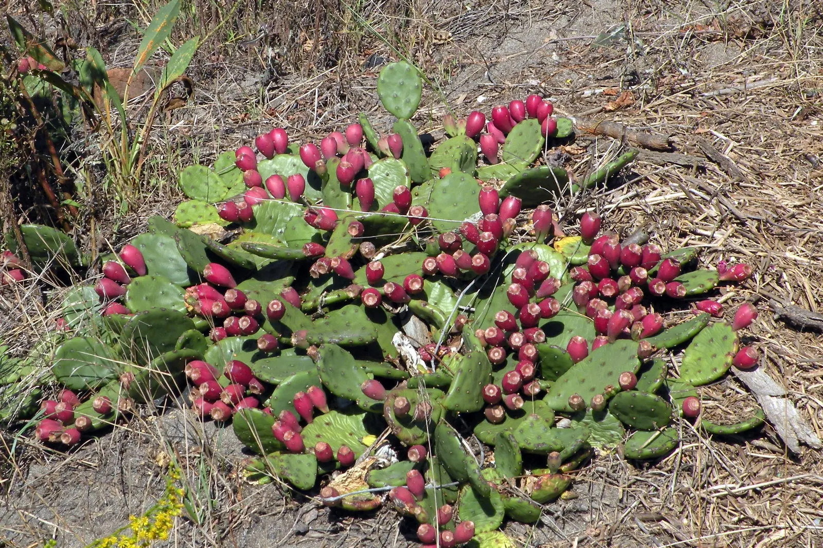 Eastern Prickly Pear (Opuntia Humifusa) — cactus / succulent for full or half