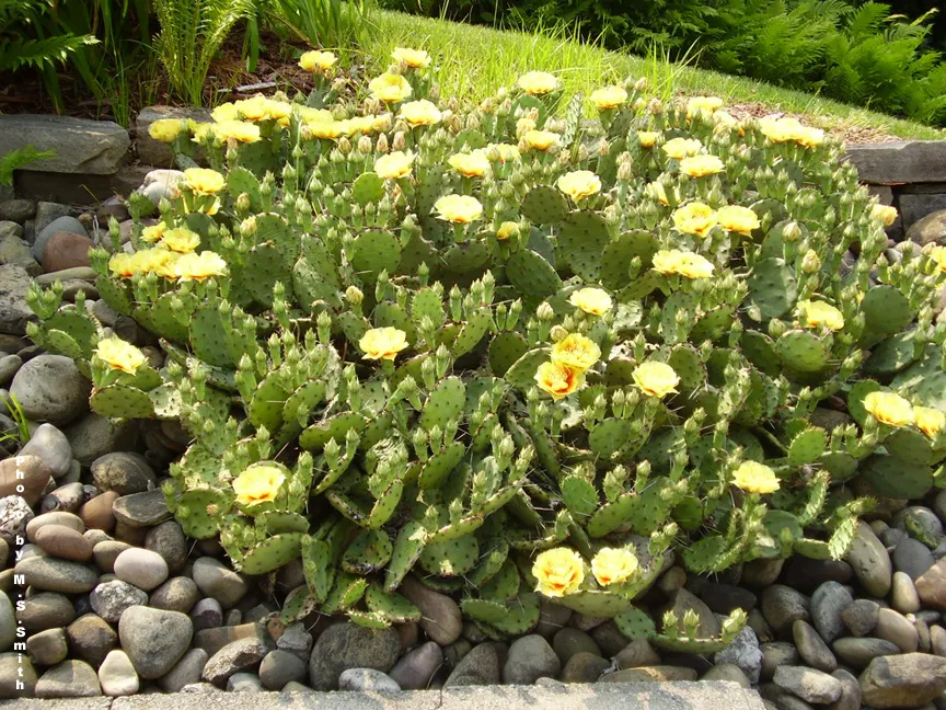 Eastern Prickly Pear (Opuntia Humifusa) — plant the Corrugated Prickly Pear in well-drained soils; this drought-tolerant plant prefers full sun and