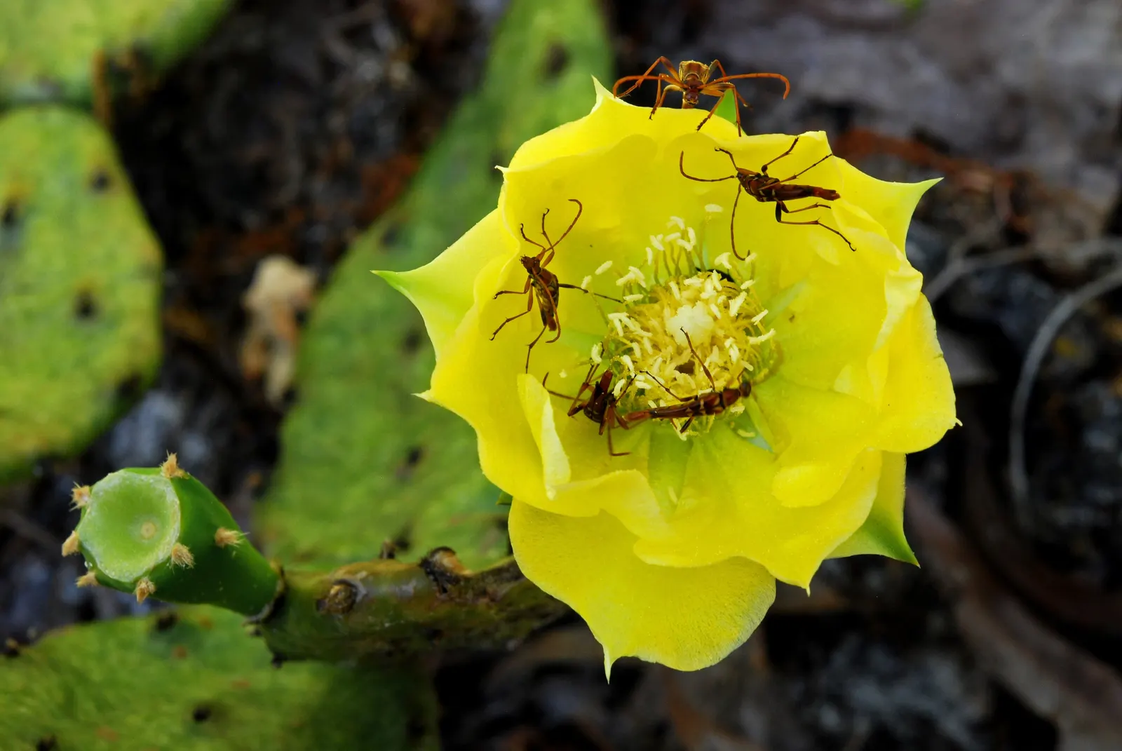 Eastern Prickly Pear (Opuntia Humifusa) — protective spines and bear vibrant yellow blooms in late spring; its distinctive paddle-shaped segments, image 48