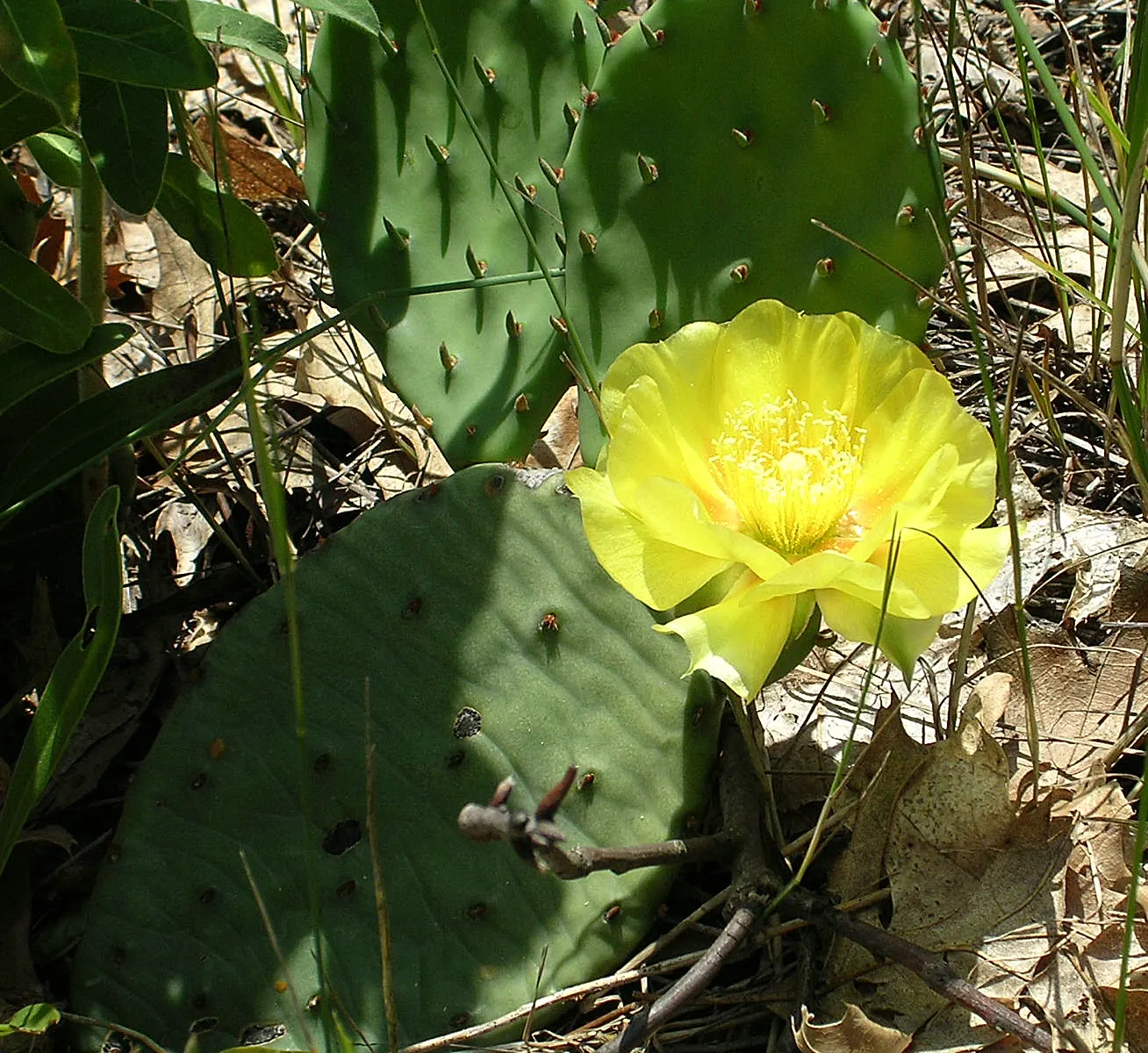 Eastern Prickly Pear (Opuntia Humifusa) — Its distinctive paddle-shaped segments are covered with corrugated; it's a low-maintenance choice for, image 69
