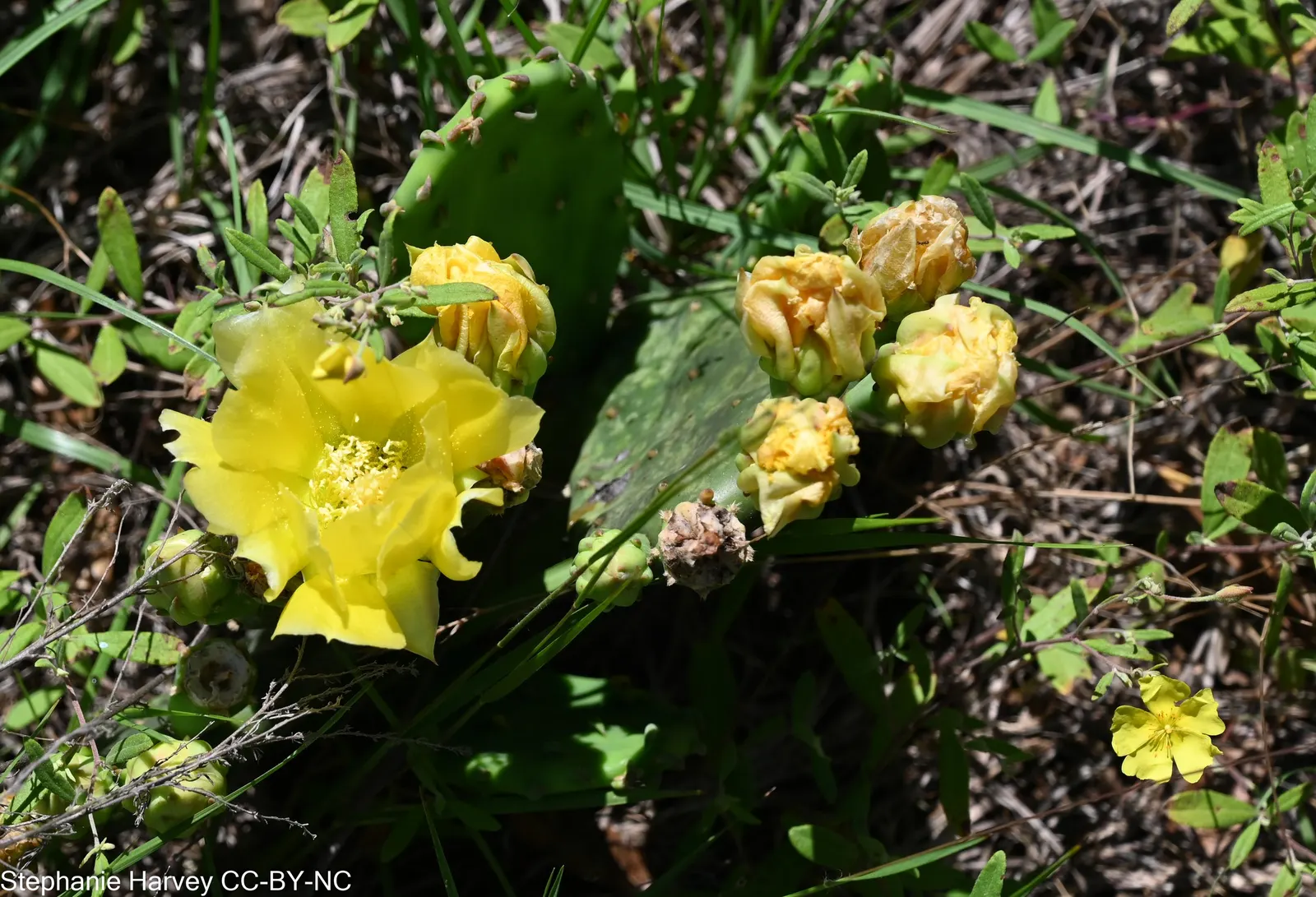 Eastern Prickly Pear (Opuntia Humifusa) — is a resilient species of cactus native to many parts of the eastern United States; ideal for xeriscaping, image 77