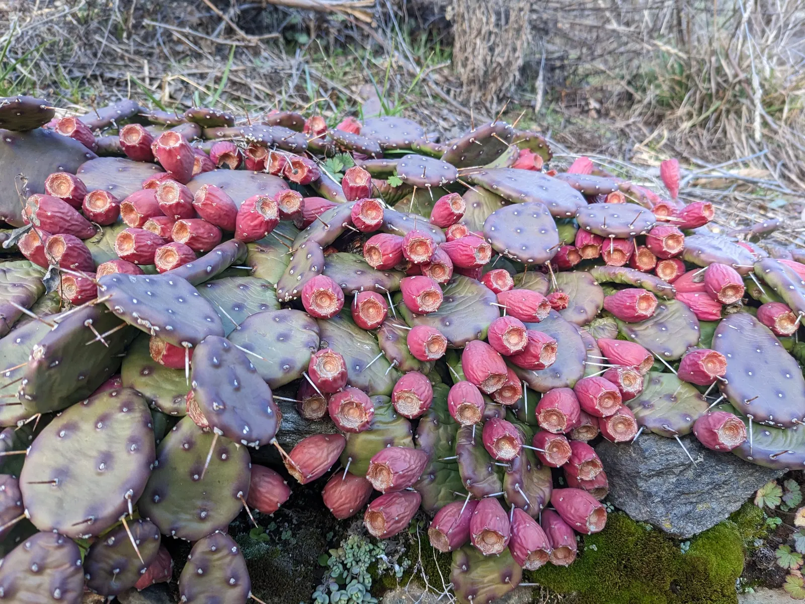 Eastern Prickly Pear (Opuntia Humifusa) — or as a ground cover in dry