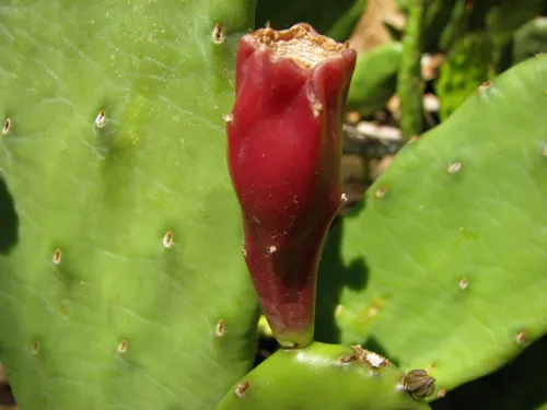 Eastern Prickly Pear (Opuntia Humifusa) — Thriving in USDA hardiness zones 4 through 9; producing showy yellow flowers with red centers, image 56