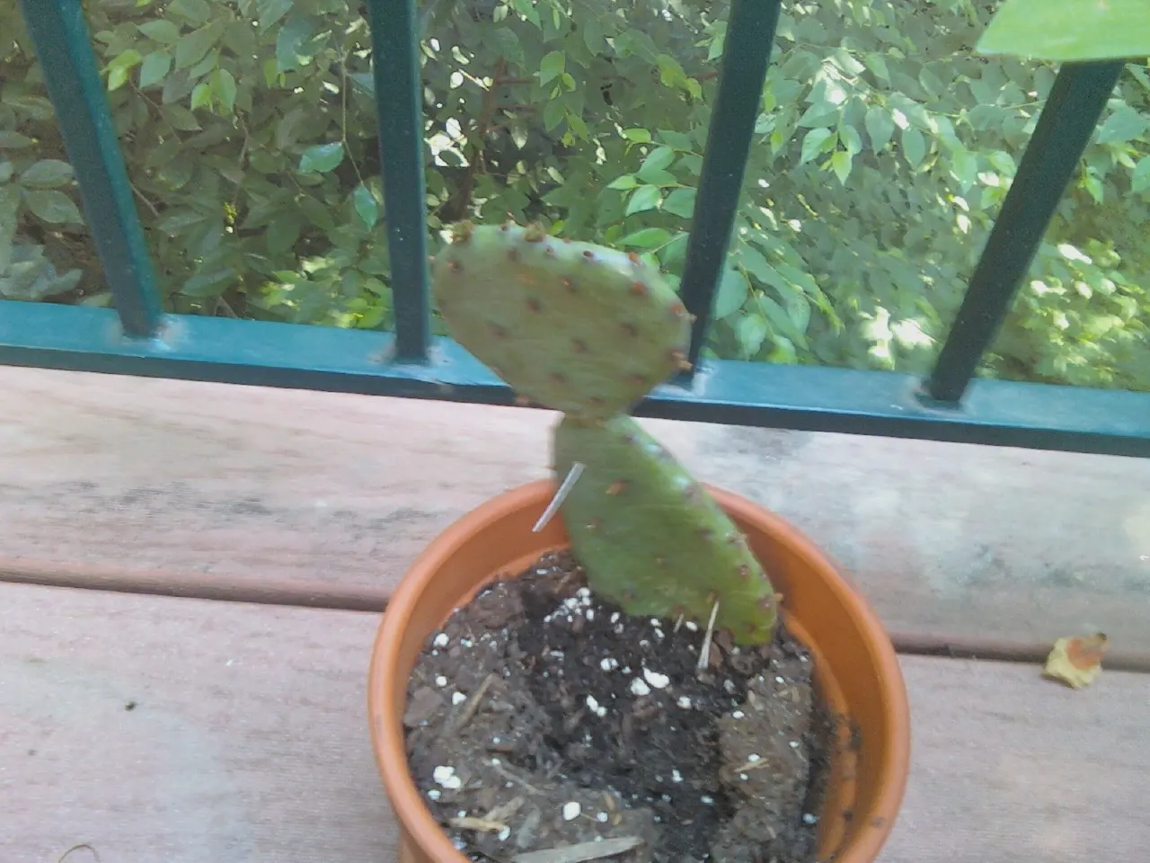 Eastern Prickly Pear (Opuntia Humifusa) — It's a low-maintenance choice for rock gardens; blue-green pads are covered with a pattern of raised bumps, image 62