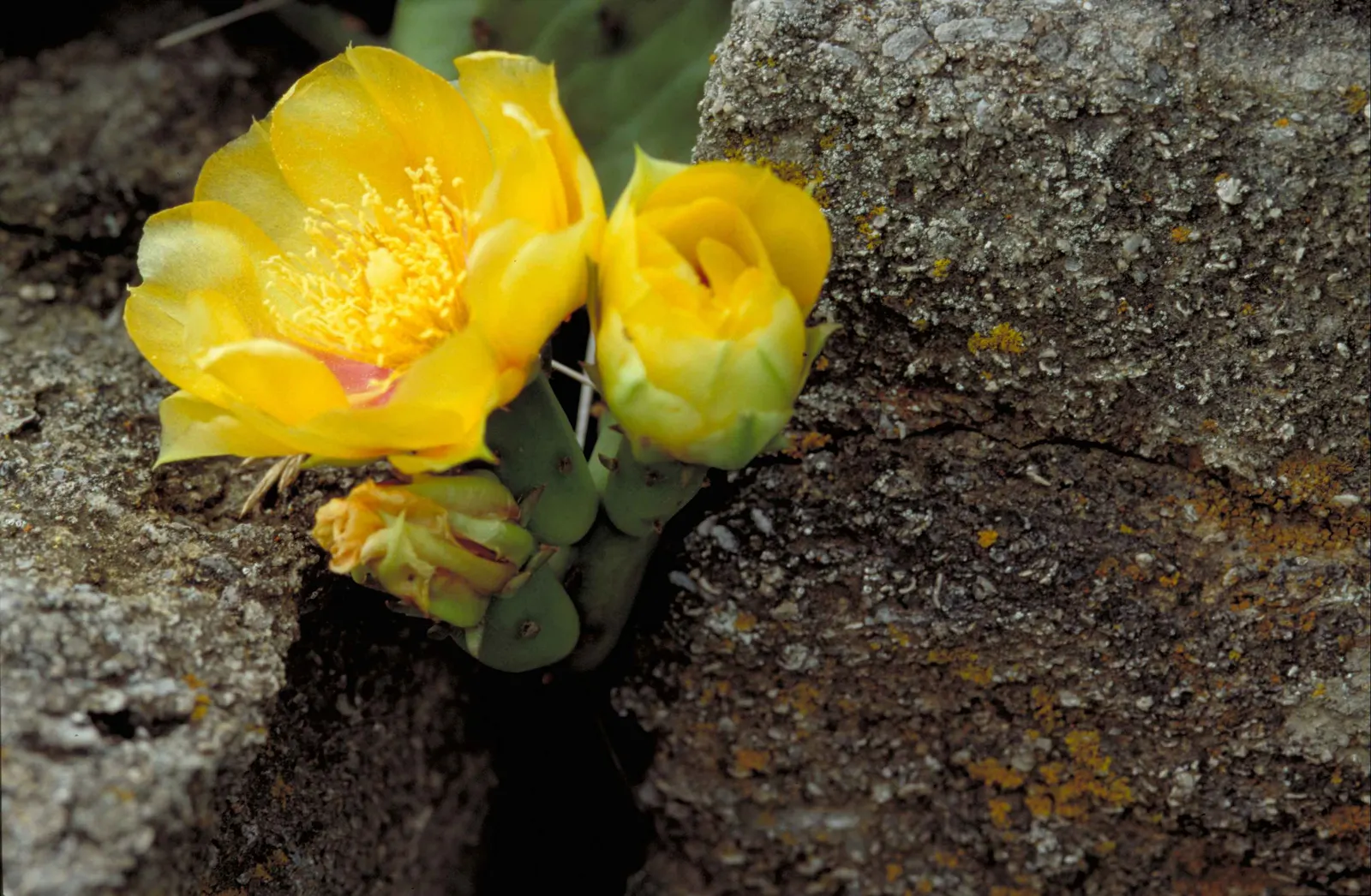 Eastern Prickly Pear (Opuntia Humifusa) — commonly known as the Corrugated Prickly Pear