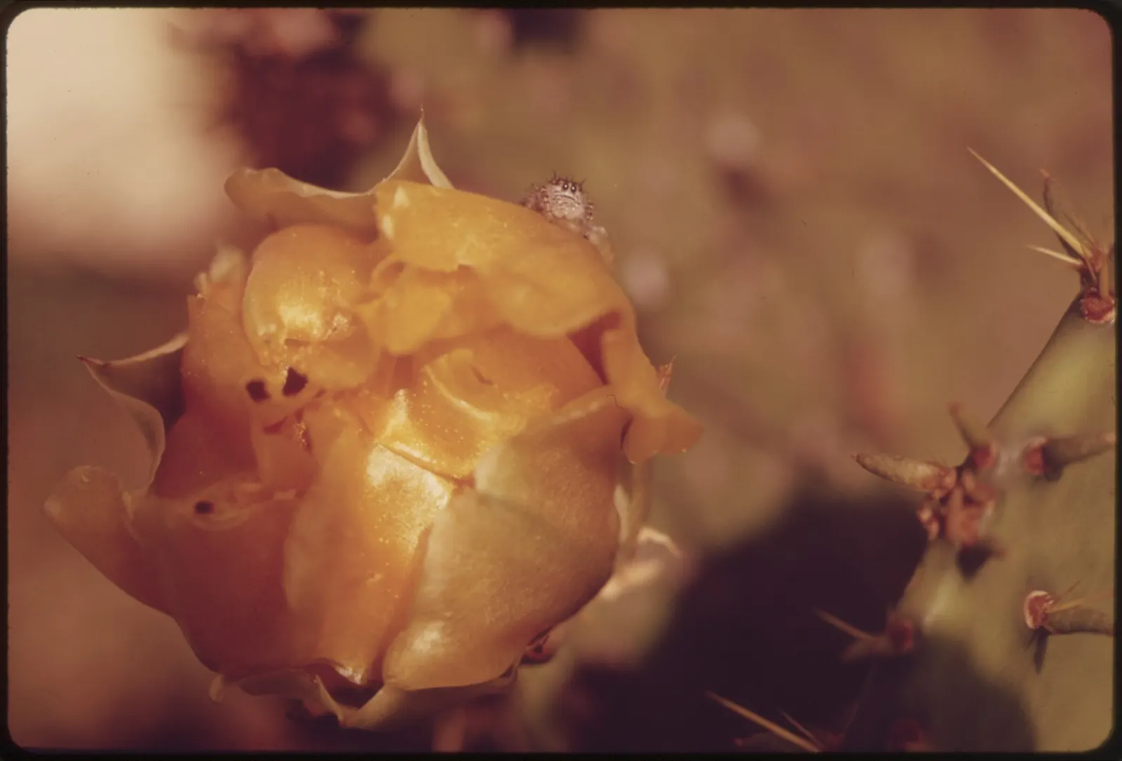 Eastern Prickly Pear (Opuntia Humifusa) — The Corrugated Prickly Pear; each averaging 2 to 3 inches in diameter