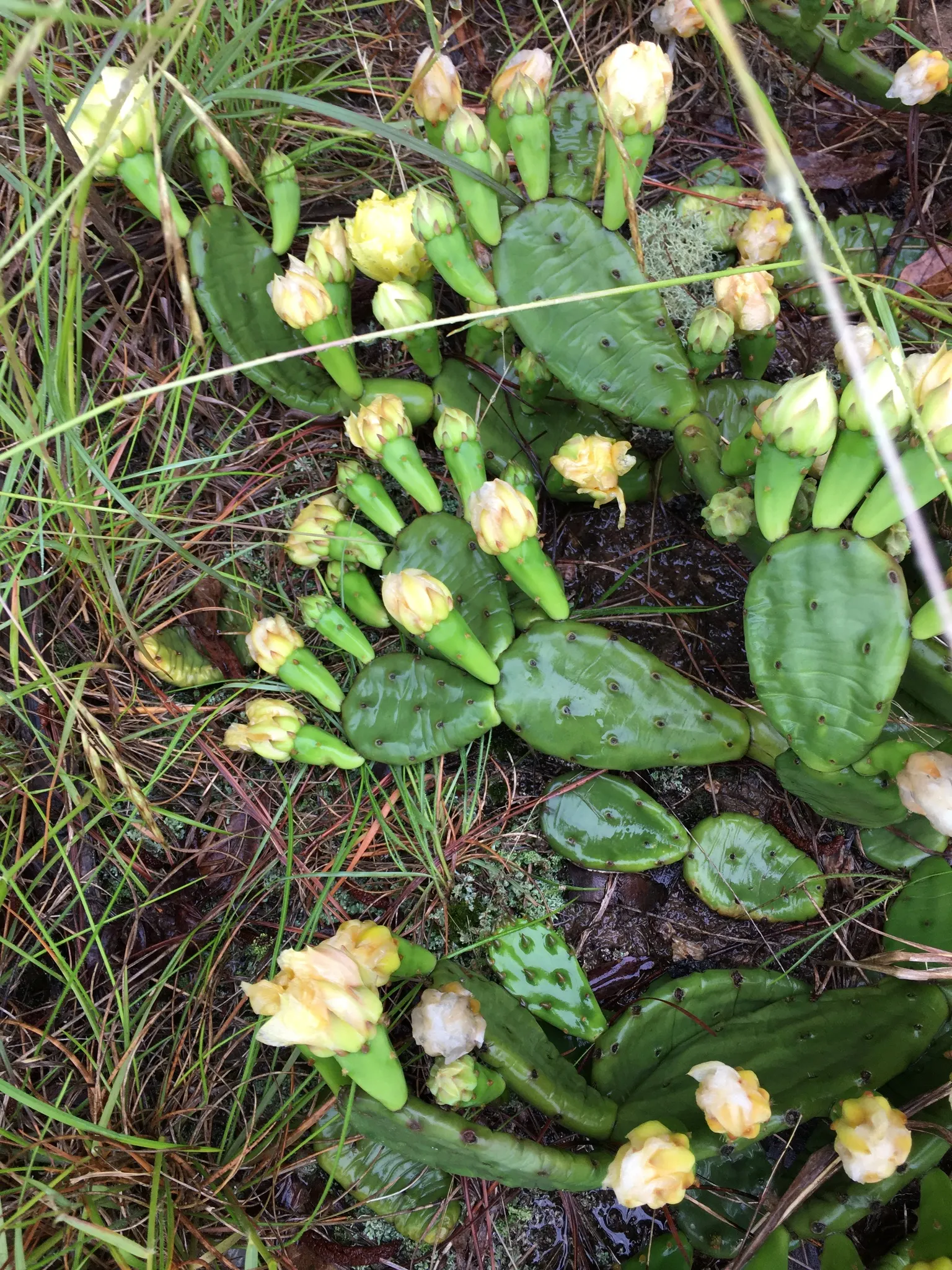 Eastern Prickly Pear (Opuntia Humifusa) — Ideal for xeriscaping and rock gardens