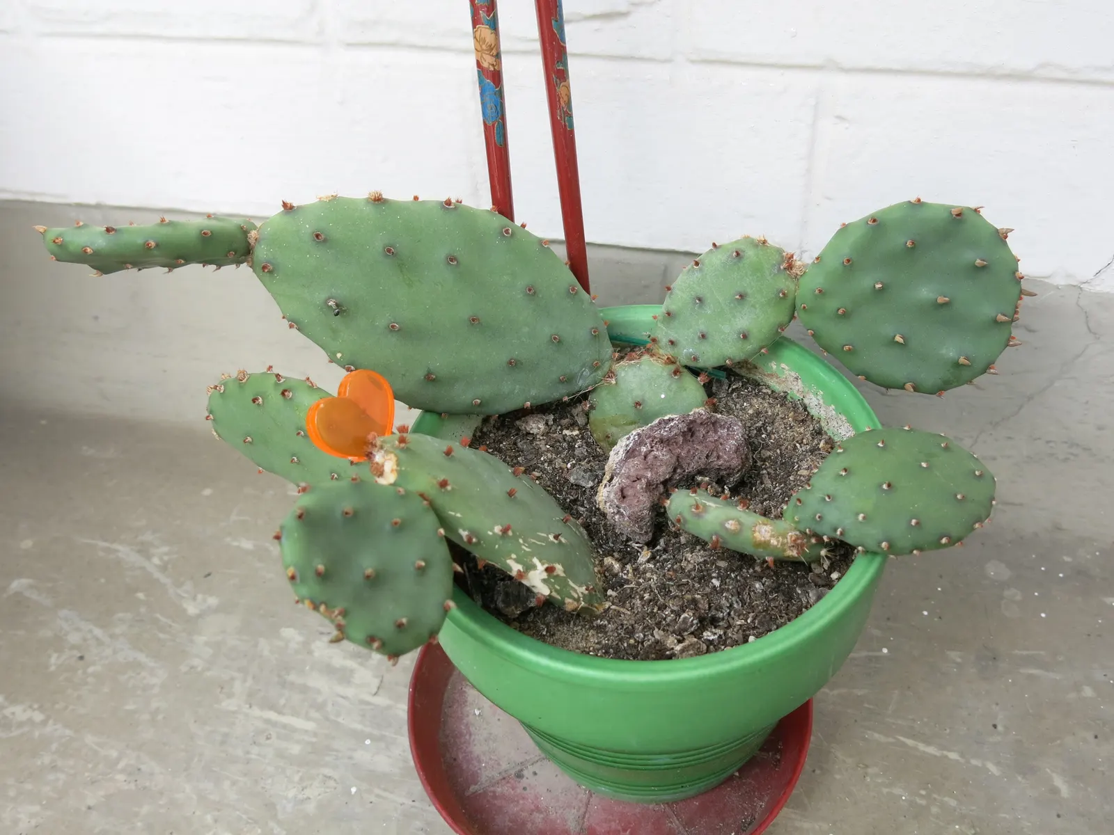Eastern Prickly Pear (Opuntia Humifusa) — protective spines and bear vibrant yellow blooms in late spring; its distinctive paddle-shaped segments, image 92