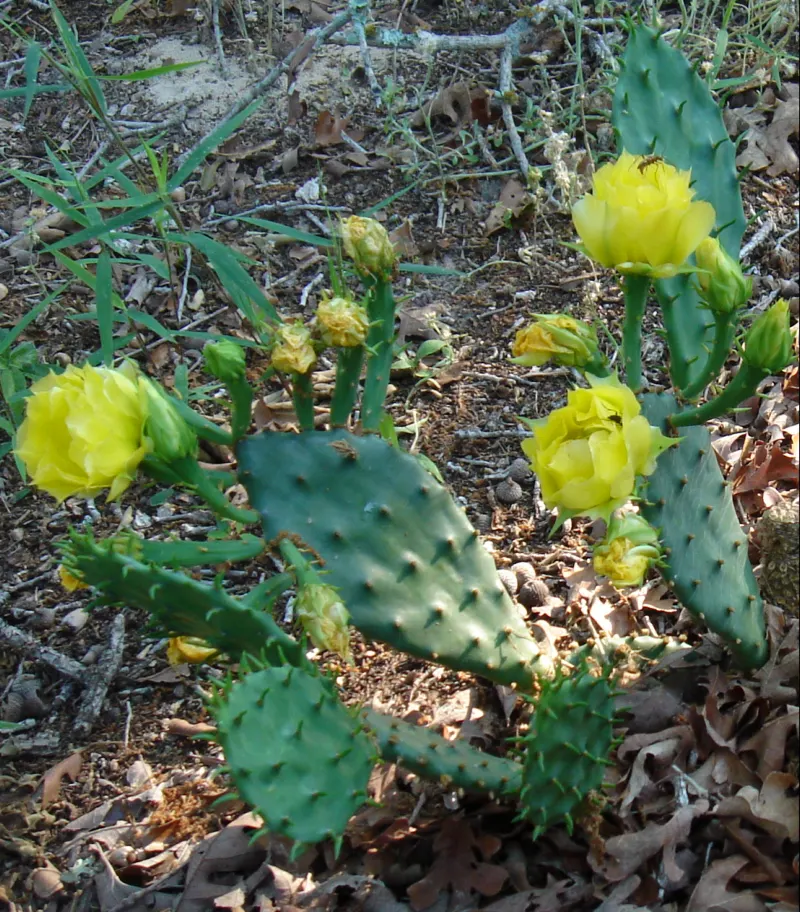 Eastern Prickly Pear (Opuntia Humifusa) — and are adorned with tufts of 1 to 2 inch long; reaching up to 18 inches in height and spreading up to 30, image 80