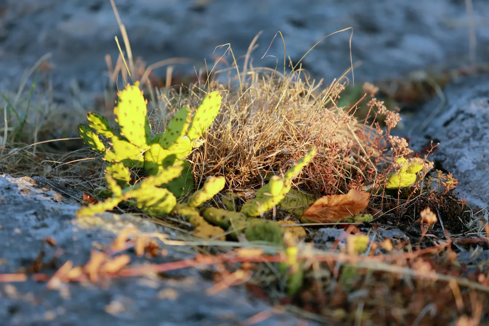 Eastern Prickly Pear (Opuntia Humifusa) — cactus / succulent with yellow blooms; thriving in USDA hardiness zones 4 through 9, image 87