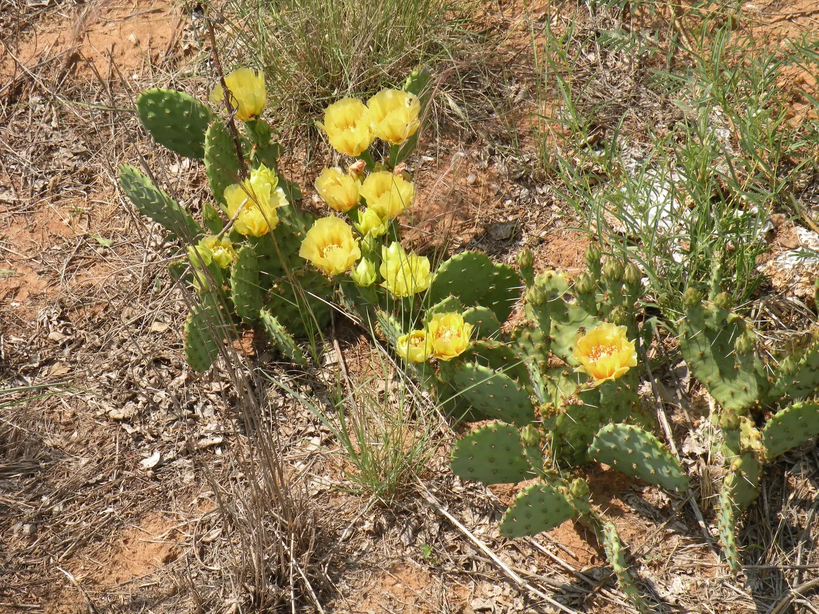 Eastern Prickly Pear (Opuntia Humifusa) — protective spines and bear vibrant yellow blooms in late spring; its distinctive paddle-shaped segments, image 70