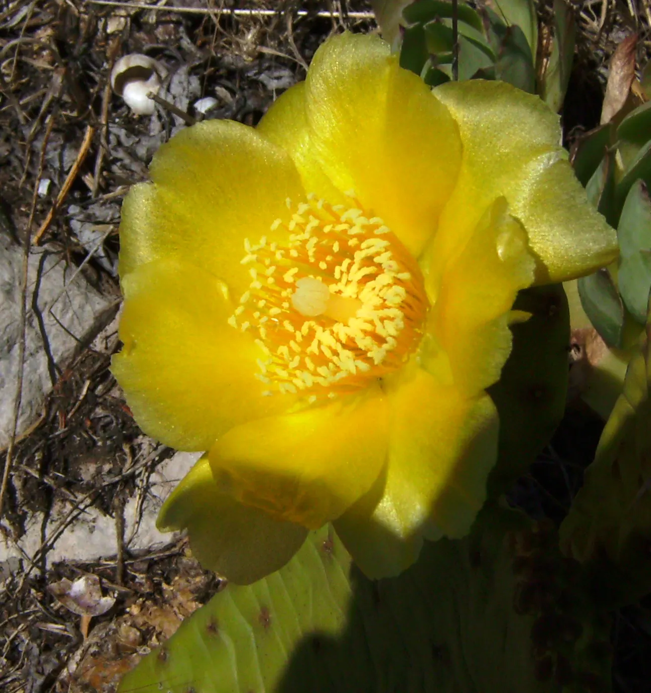 Eastern Prickly Pear (Opuntia Humifusa) — This drought-tolerant plant prefers full sun and well-drained soil; plant the Corrugated Prickly Pear in, image 50