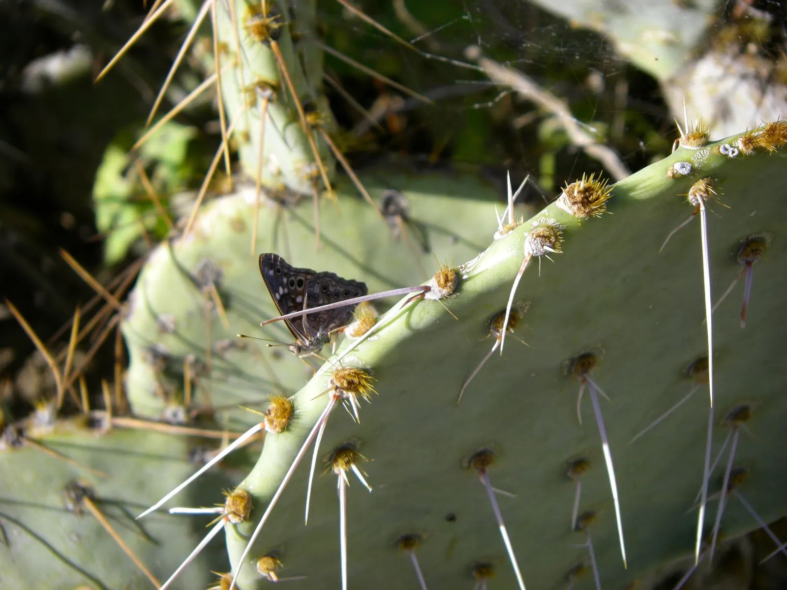 Eastern Prickly Pear (Opuntia Humifusa) — cactus / succulent for full or half; or as a ground cover in dry, image 66