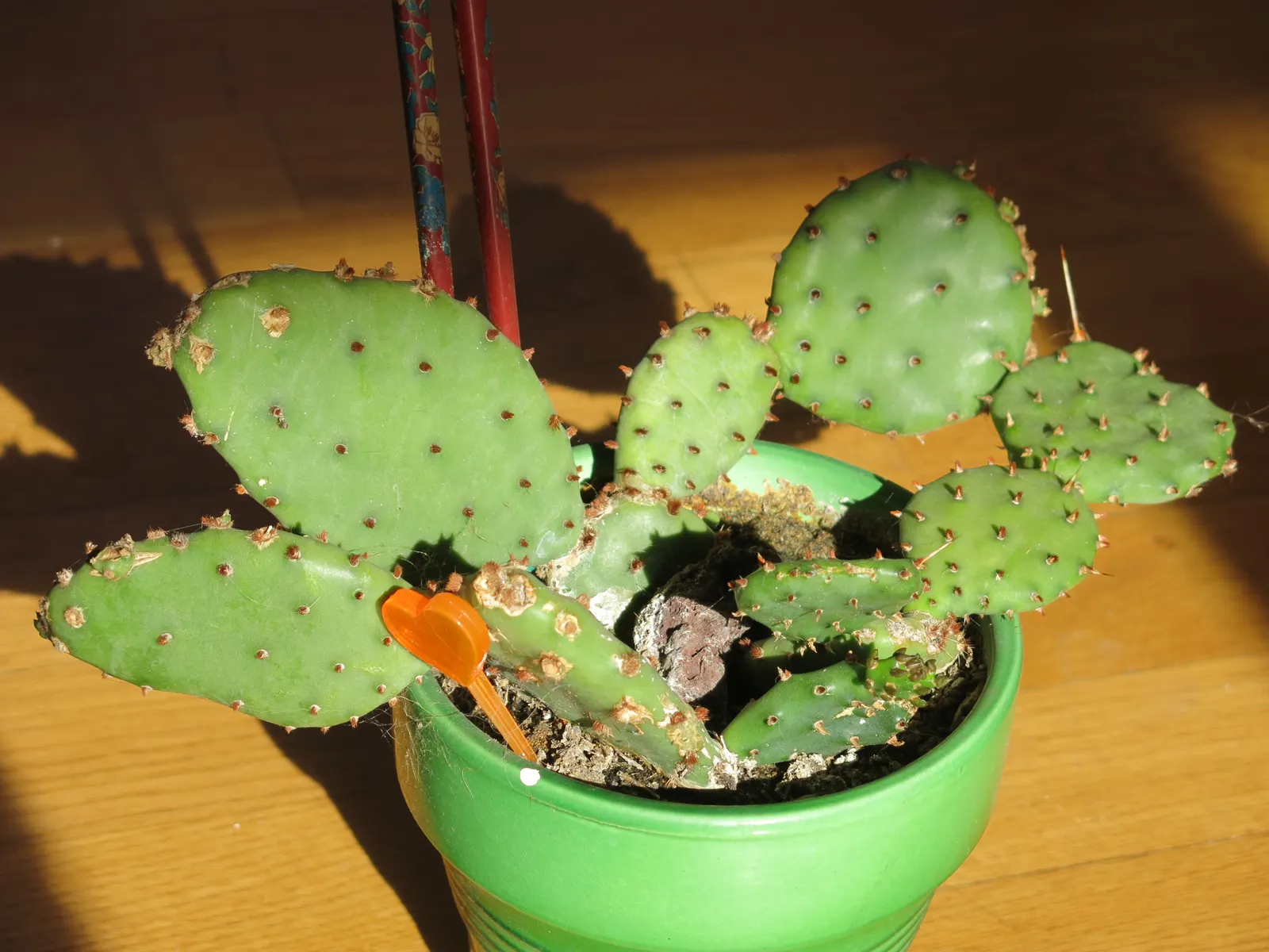 Eastern Prickly Pear (Opuntia Humifusa) — Thriving in USDA hardiness zones 4 through 9; producing showy yellow flowers with red centers, image 100