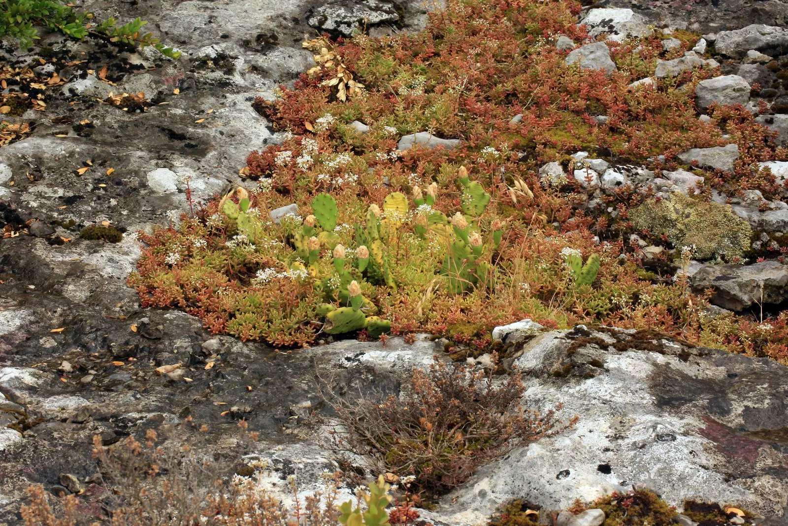Eastern Prickly Pear (Opuntia Humifusa) — protective spines and bear vibrant yellow blooms in late spring; its distinctive paddle-shaped segments are covered