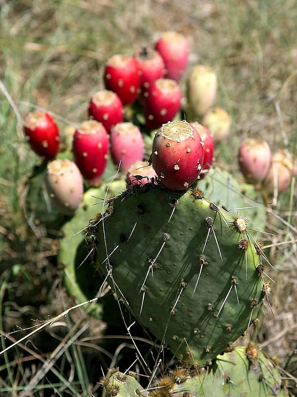 Eastern Prickly Pear (Opuntia Humifusa) — It's a low-maintenance choice for rock gardens; blue-green pads are covered with a pattern of raised bumps