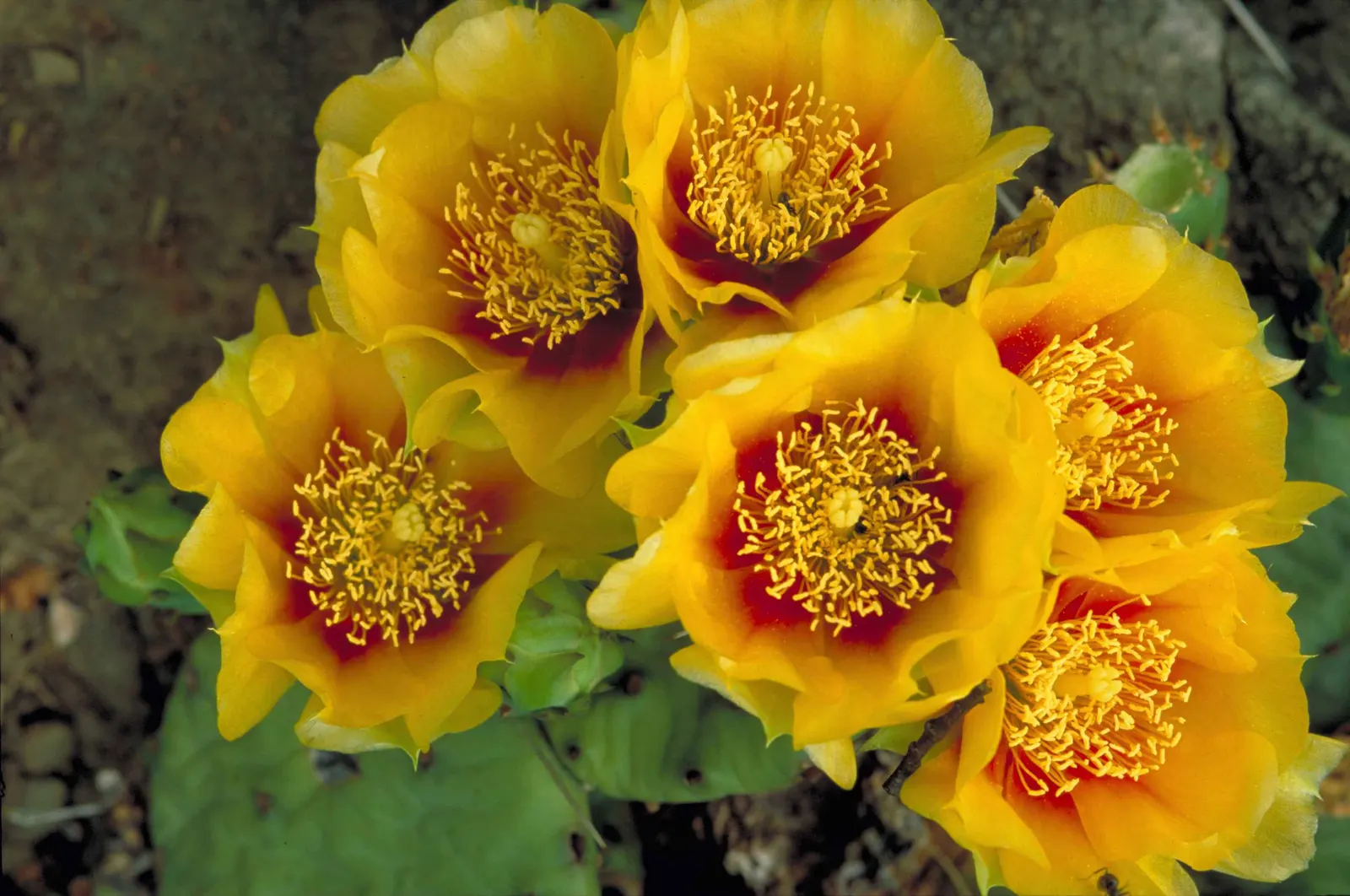 Eastern Prickly Pear (Opuntia Humifusa) — plant the Corrugated Prickly Pear in well-drained soils; this drought-tolerant plant prefers full sun and, image 61