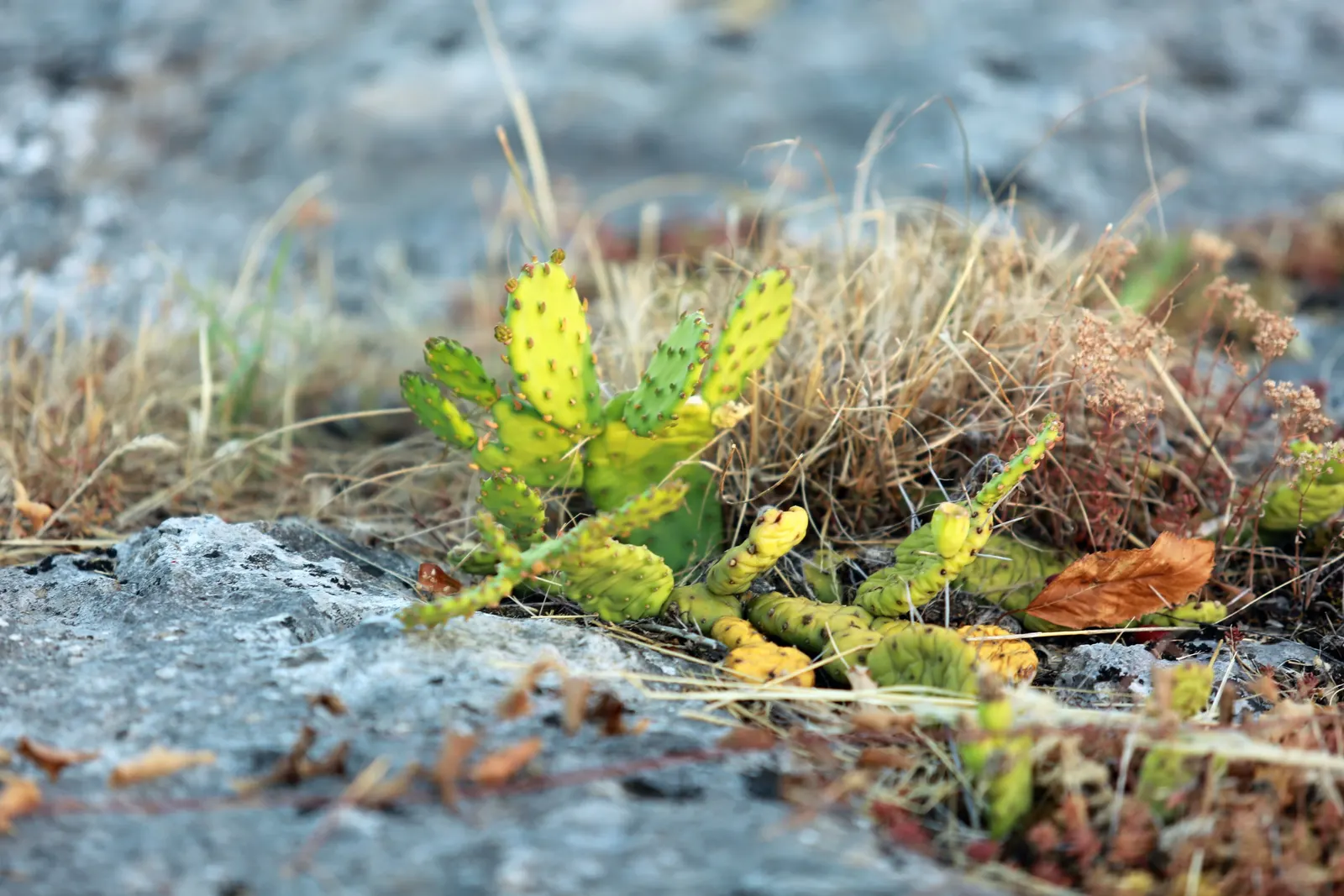 Eastern Prickly Pear (Opuntia Humifusa) — yellow flowers in the garden