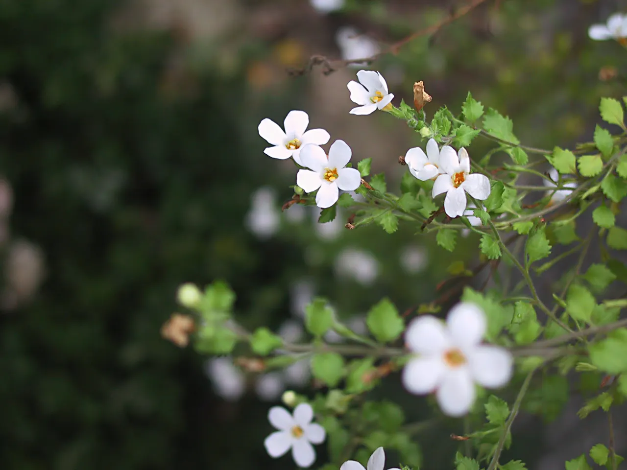 Snowflake Bacopa (Sutera Cordata 'Snowflake') — Ideal for hanging baskets and borders