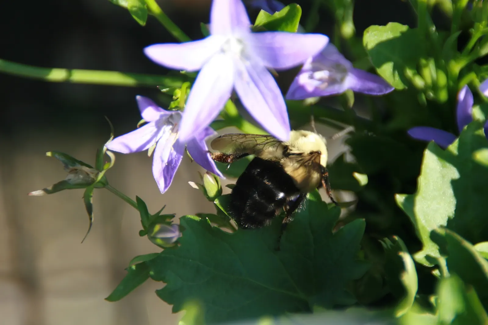 Blue Waterfall Serbian Bellflower (Campanula 'Blue Waterfall') — It boasts a profusion of star-shaped