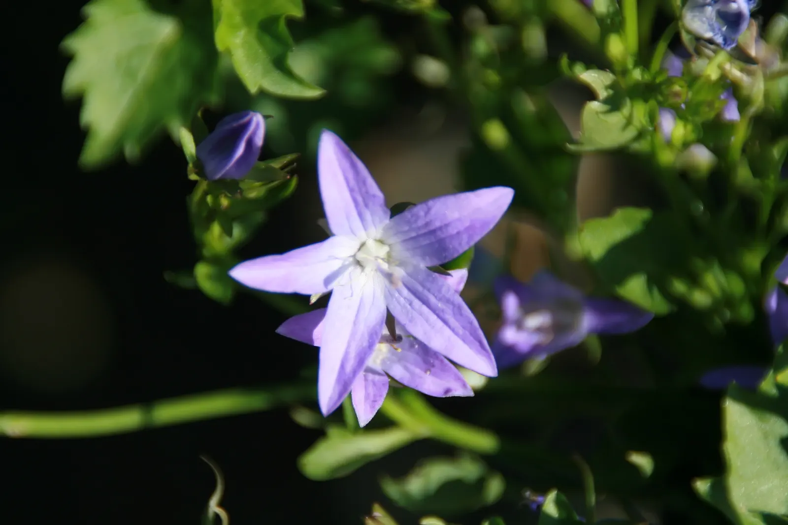 Blue Waterfall Serbian Bellflower (Campanula 'Blue Waterfall') — flourishes in a cascading manner