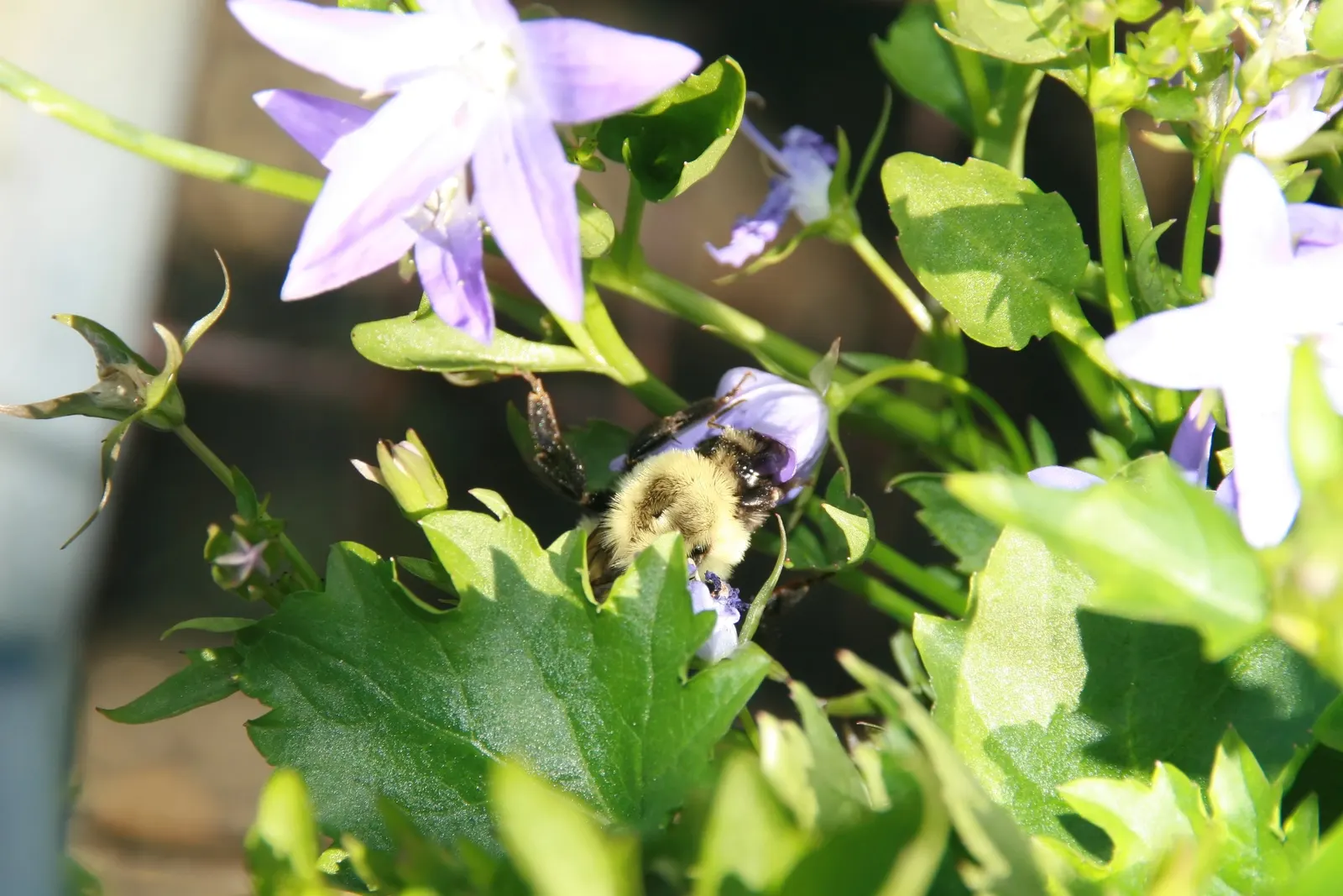 Blue Waterfall Serbian Bellflower (Campanula 'Blue Waterfall') — vivid blue flowers from late spring to early fall