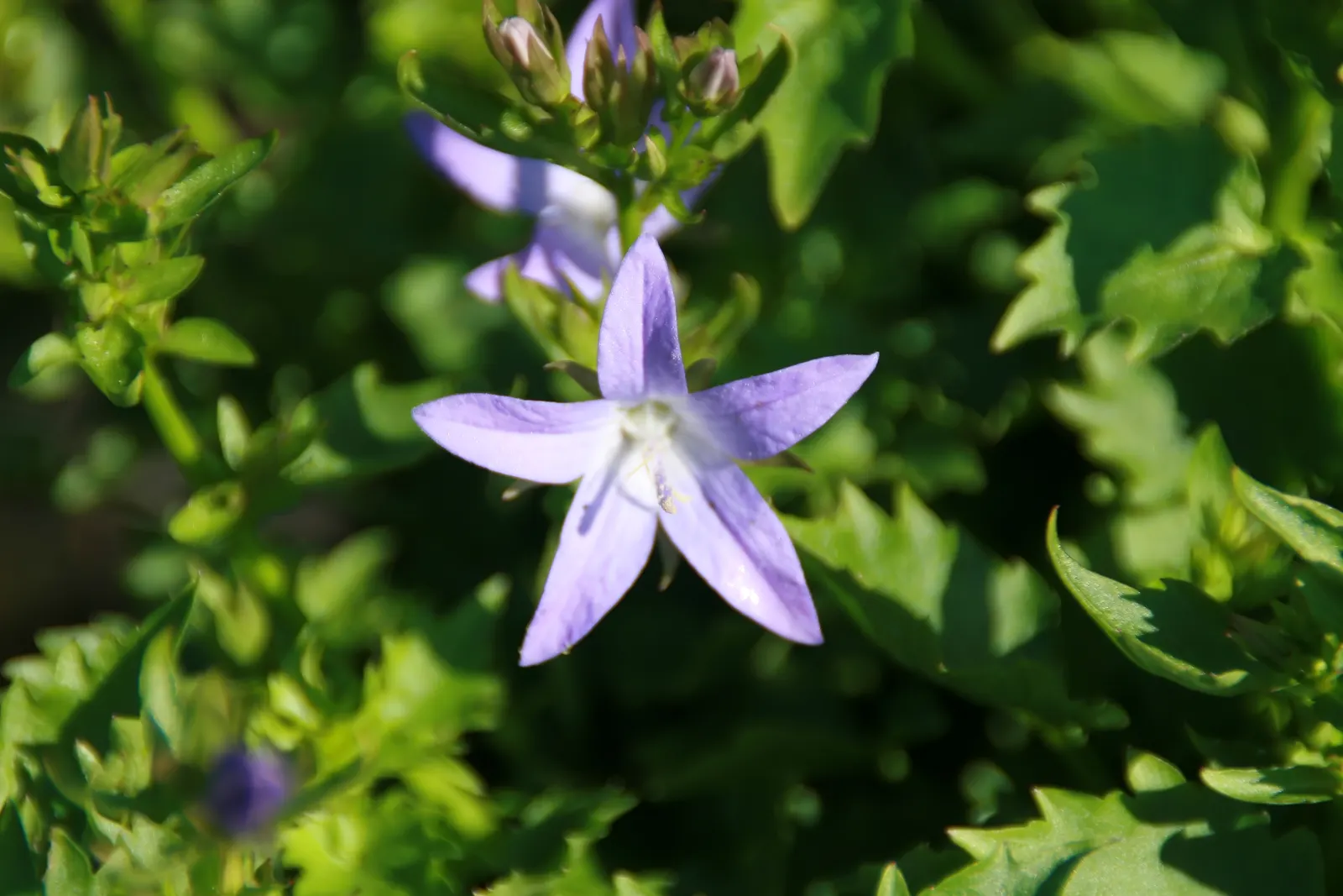Blue Waterfall Serbian Bellflower (Campanula 'Blue Waterfall') — scientifically Campanula poscharskyana 'Blue Waterfall'