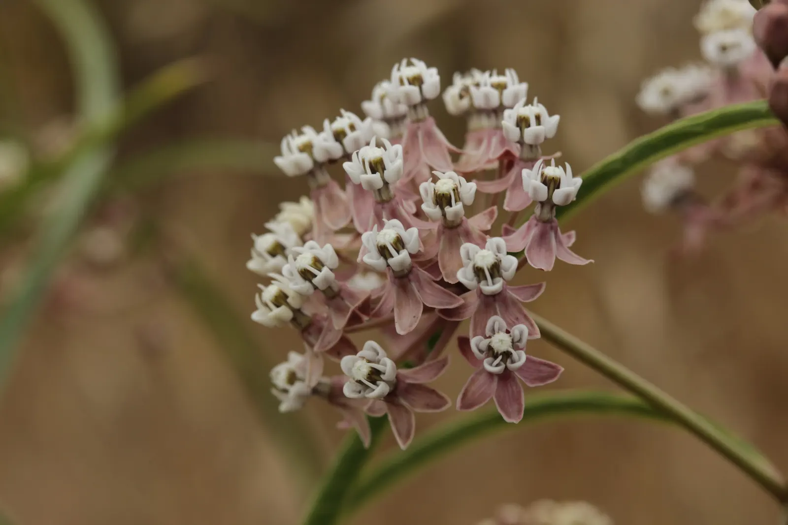 Narrow-Leaf Milkweed (Asclepias Fascicularis) — These blossoms not only add a subtle charm but are also a magnet for pollinators, especially butterflies