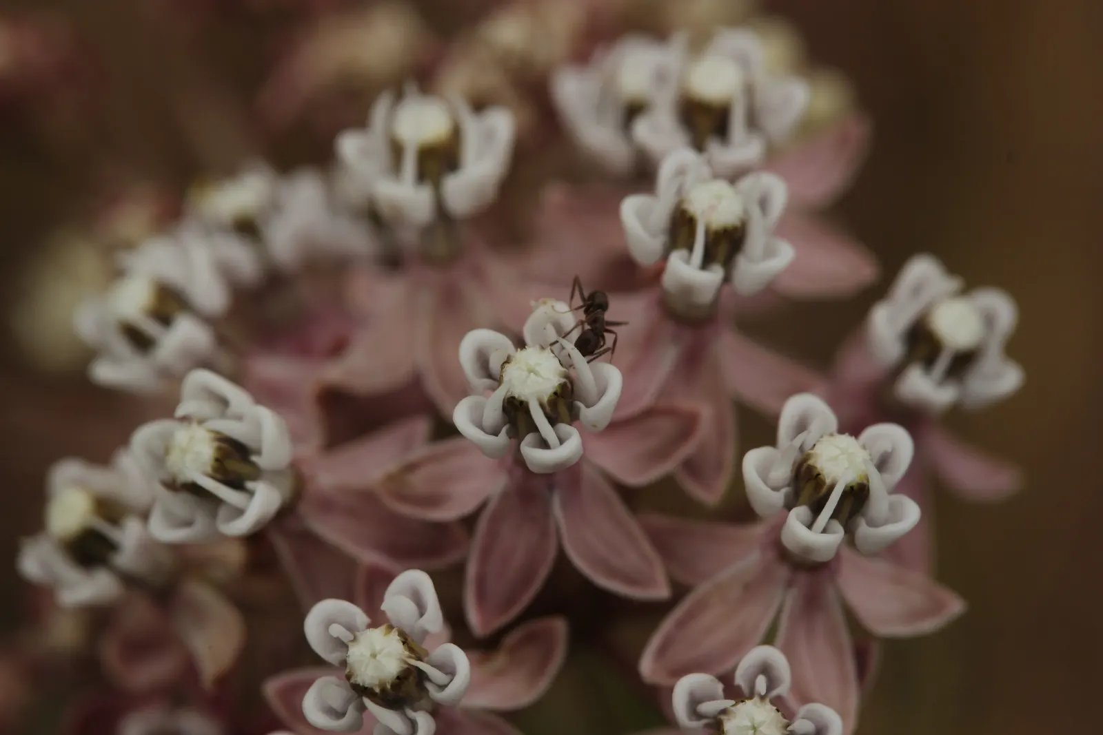Narrow-Leaf Milkweed (Asclepias Fascicularis) — provide a spacing of approximately 18 to 24 inches apart to accommodate growth