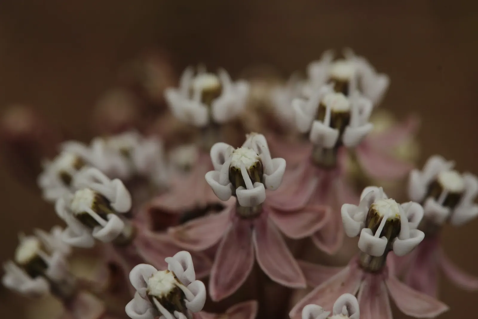 Narrow-Leaf Milkweed (Asclepias Fascicularis) — perennial with pink and white blooms
