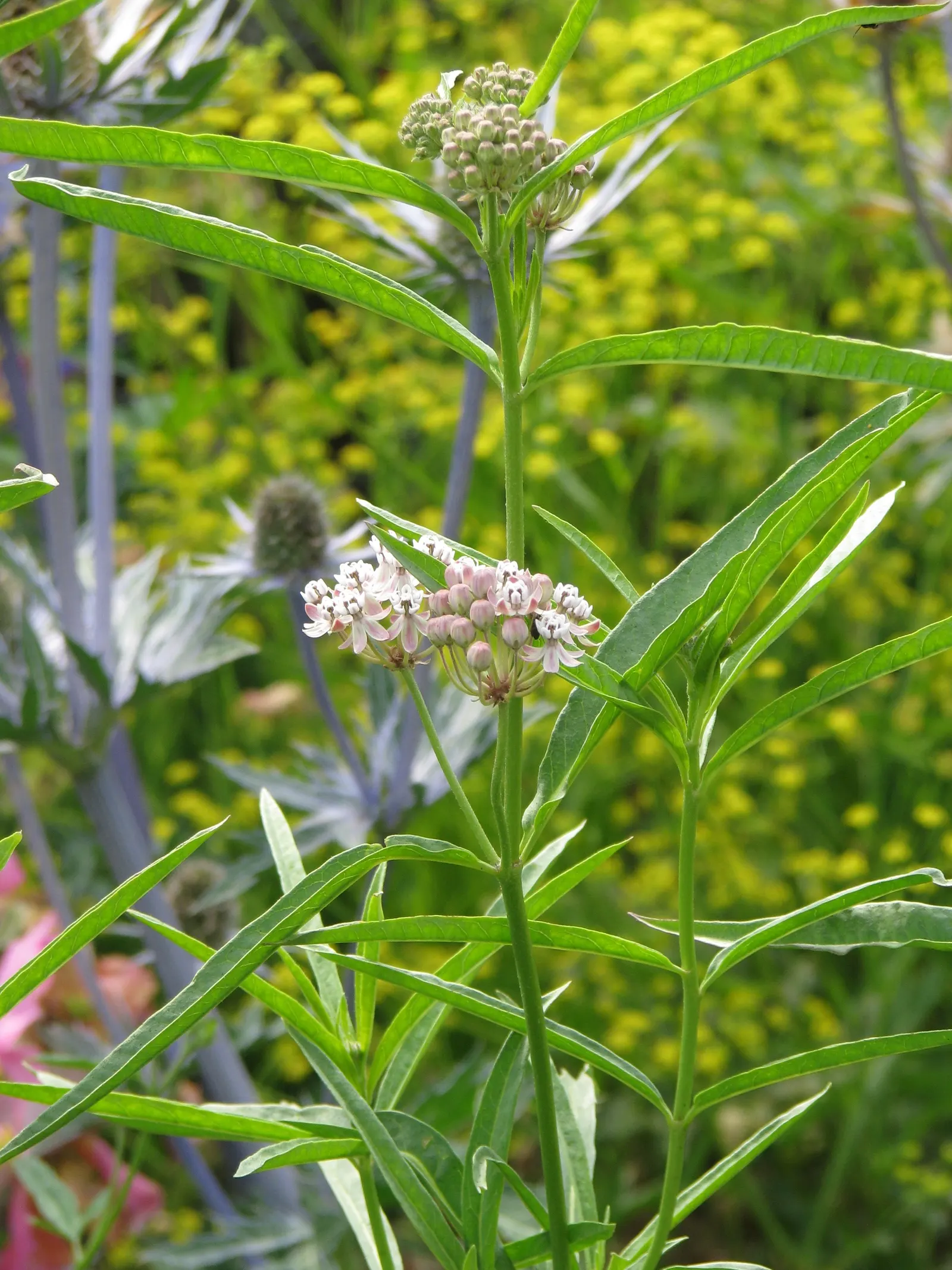 Narrow-Leaf Milkweed (Asclepias Fascicularis) — perennial for full