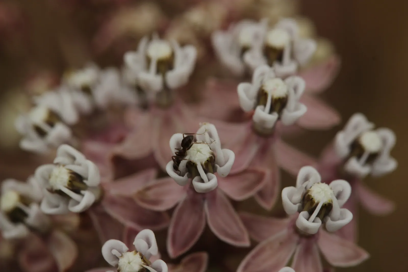 Narrow-Leaf Milkweed (Asclepias Fascicularis) — Of particular note is its role as a vital host plant for the Monarch butterfly