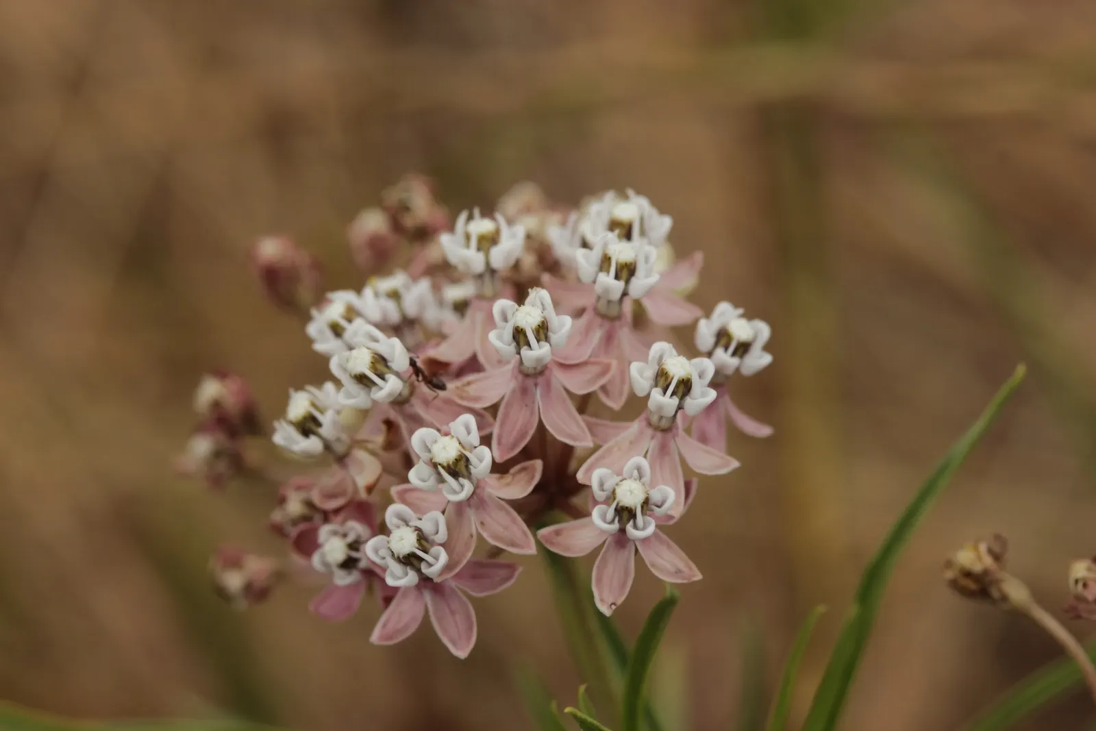 Narrow-Leaf Milkweed (Asclepias Fascicularis) — is a perennial herbaceous plant renowned for its ecological benefits and its slender