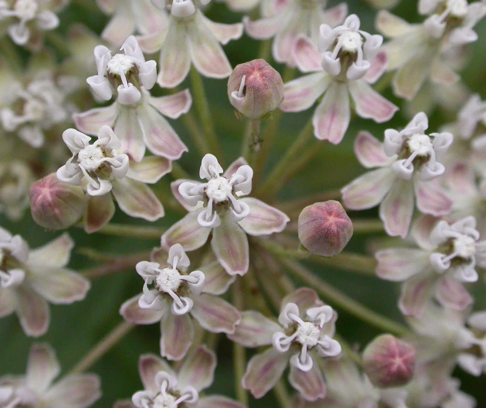 Narrow-Leaf Milkweed (Asclepias Fascicularis) — Its delicate clusters of soft pink and white flowers bloom in summer, attracting a variety of pollinators; its