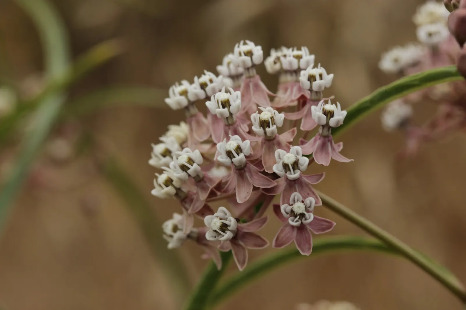 Narrow-Leaf Milkweed (Asclepias Fascicularis) — combined with ecological benefits