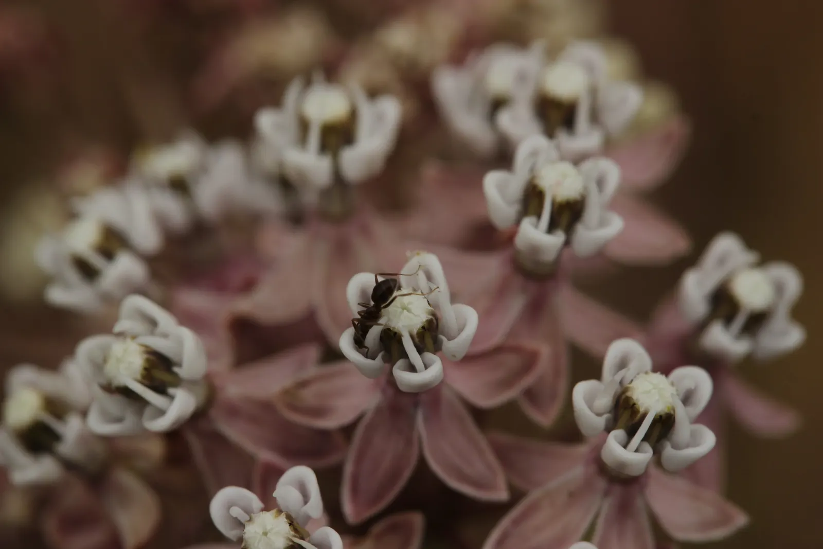 Narrow-Leaf Milkweed (Asclepias Fascicularis) — supporting their lifecycle and aiding in their conservation.<br><br>When planting