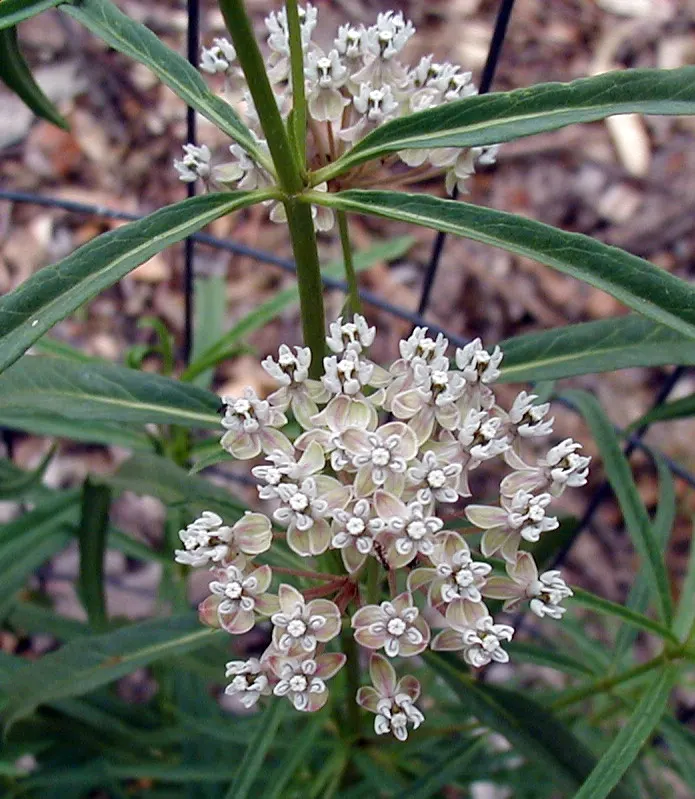 Narrow-Leaf Milkweed (Asclepias Fascicularis) — are arranged in attractive whorls along the stem