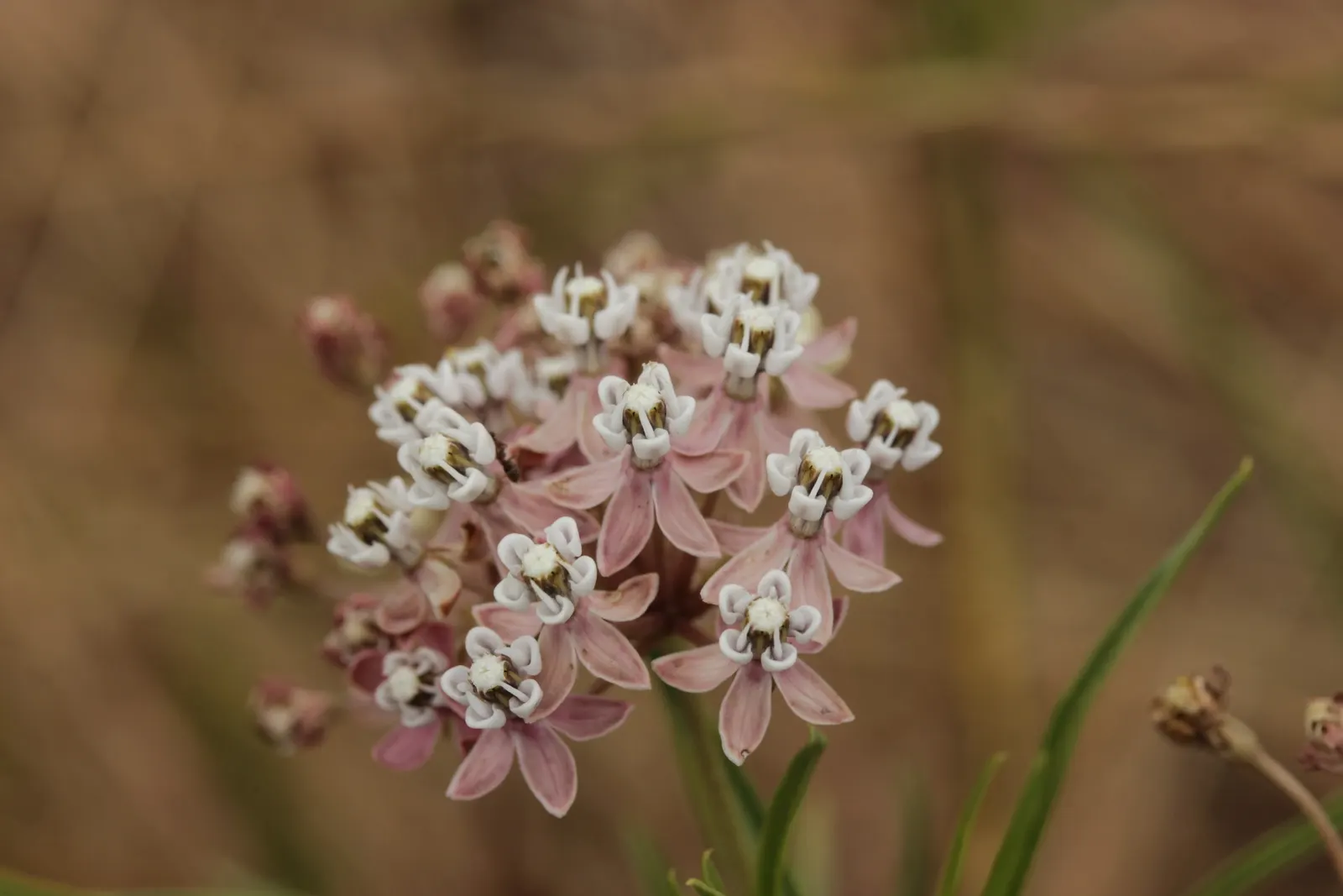 Narrow-Leaf Milkweed (Asclepias Fascicularis) — This ensures each Narrow-Leaf Milkweed has ample room for air circulation