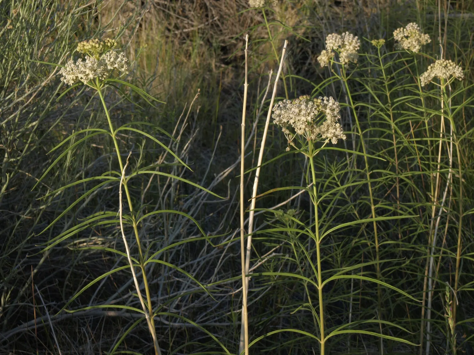 Narrow-Leaf Milkweed (Asclepias Fascicularis) — lending a fine-textured aesthetic to the landscape.<br><br>From late spring to early autumn