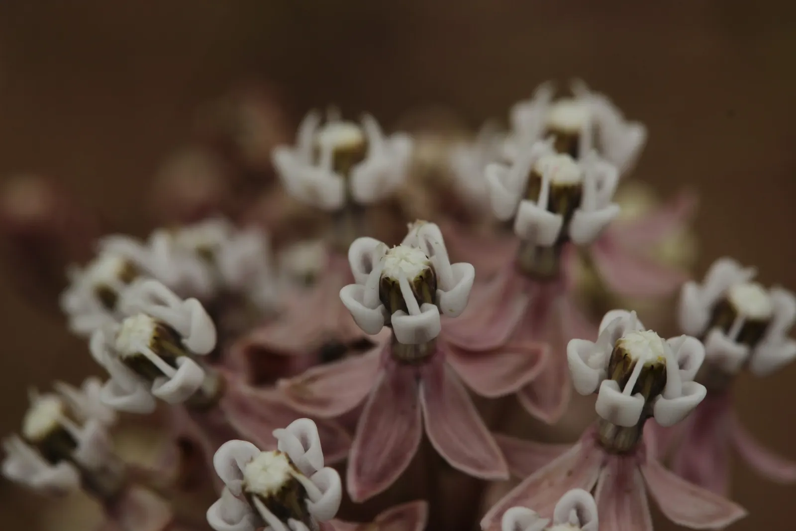Narrow-Leaf Milkweed (Asclepias Fascicularis) — Its low-maintenance nature
