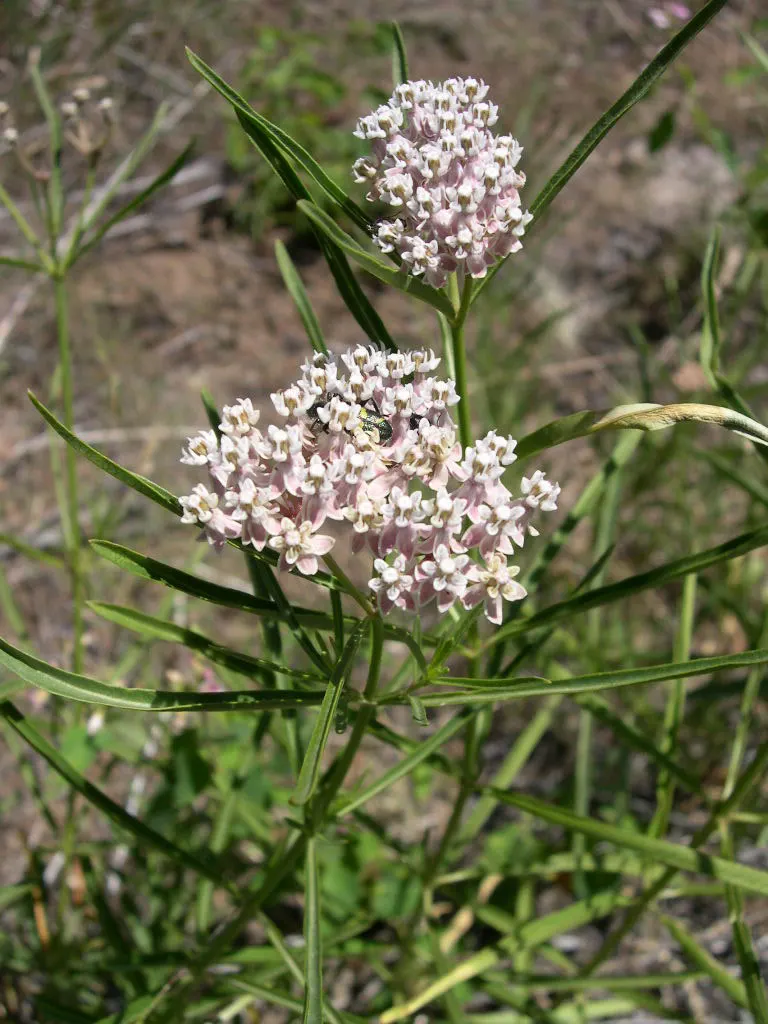 Narrow-Leaf Milkweed (Asclepias Fascicularis) — With slender leaves, this plant thrives in USDA zones 7-10, reaching 1.5-2.5 feet in height and 1-2, image 33