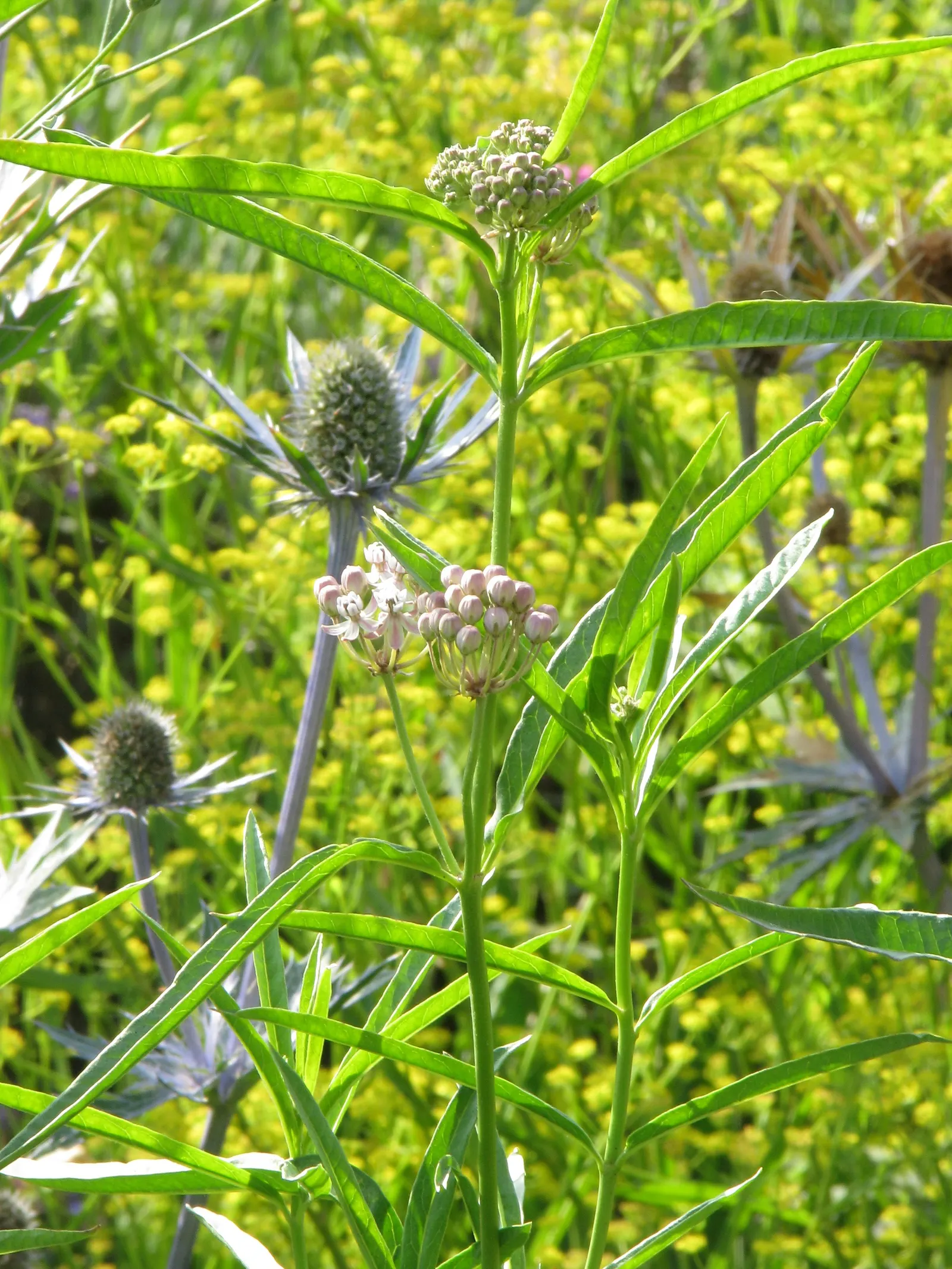 Narrow-Leaf Milkweed (Asclepias Fascicularis) — is a vital perennial for monarch butterflies; its delicate clusters of soft pink and white flowers bloom in