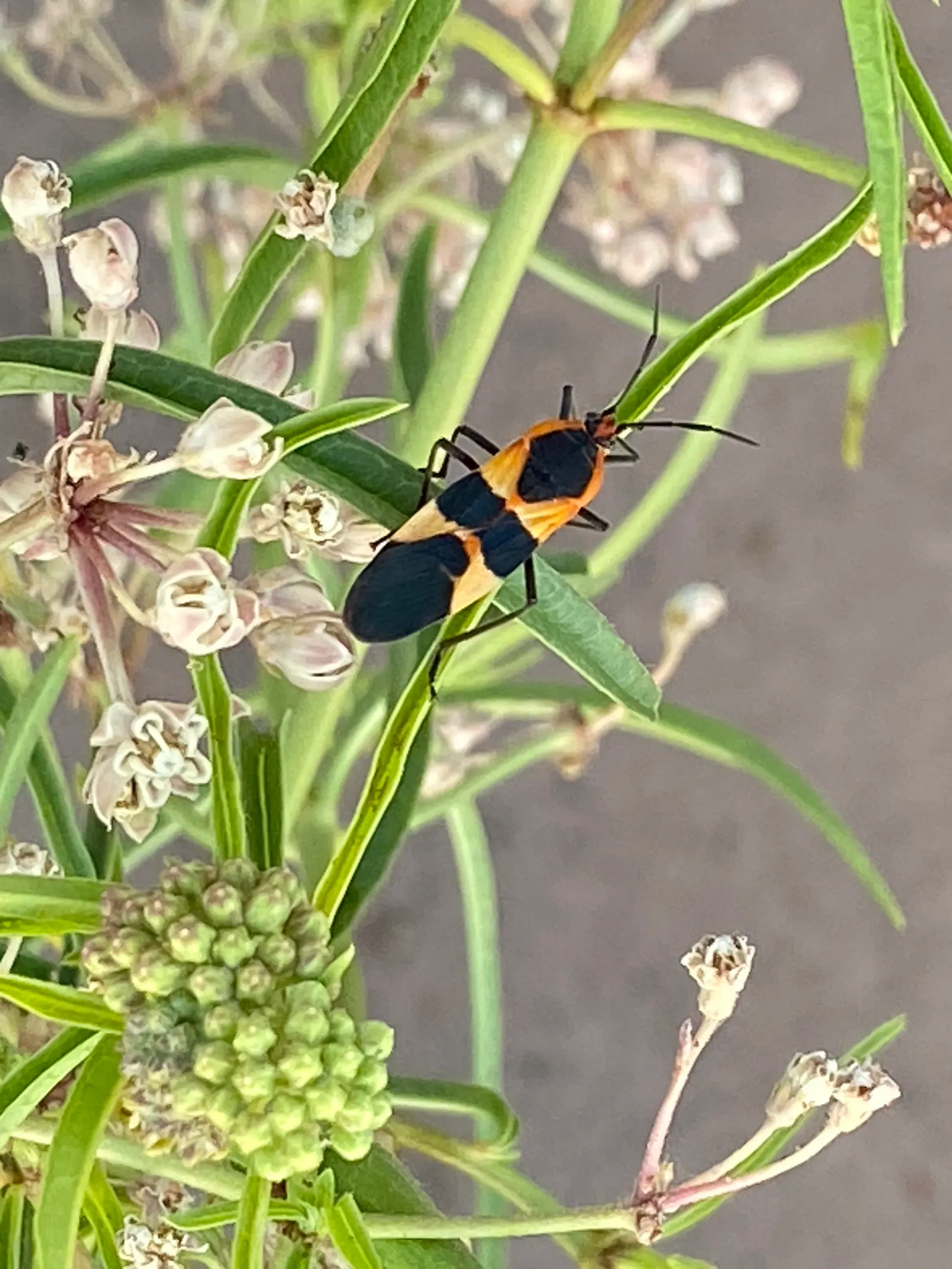 Narrow-Leaf Milkweed (Asclepias Fascicularis) — thereby reducing the risk of disease