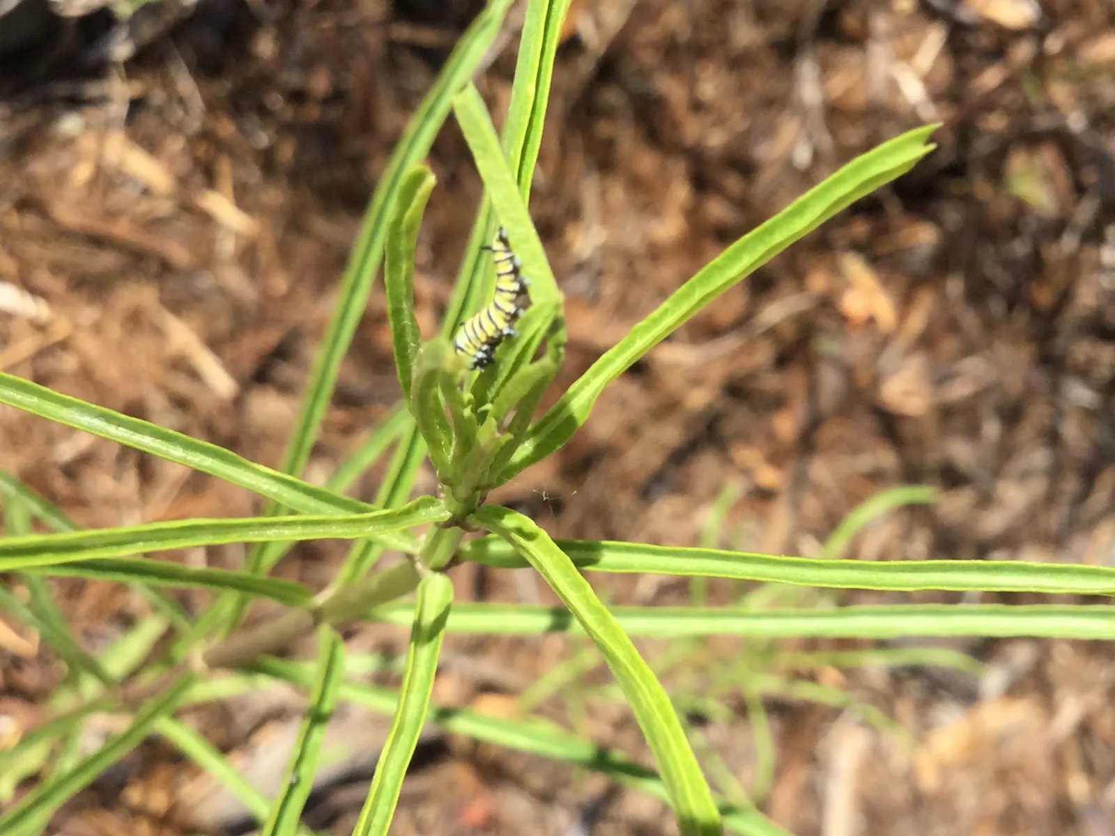 Narrow-Leaf Milkweed (Asclepias Fascicularis) — providing a delicate structure in garden designs.<br><br>Adaptable to USDA Hardiness Zones 7 through 10