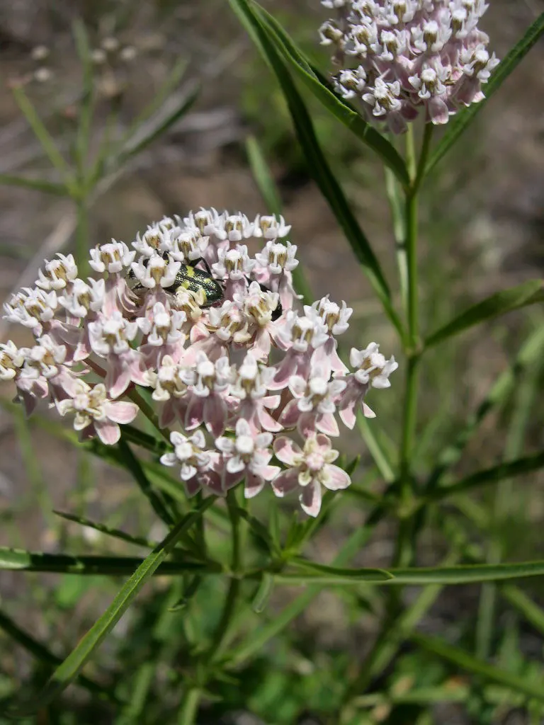 Narrow-Leaf Milkweed (Asclepias Fascicularis) — pink and white flowers in the garden