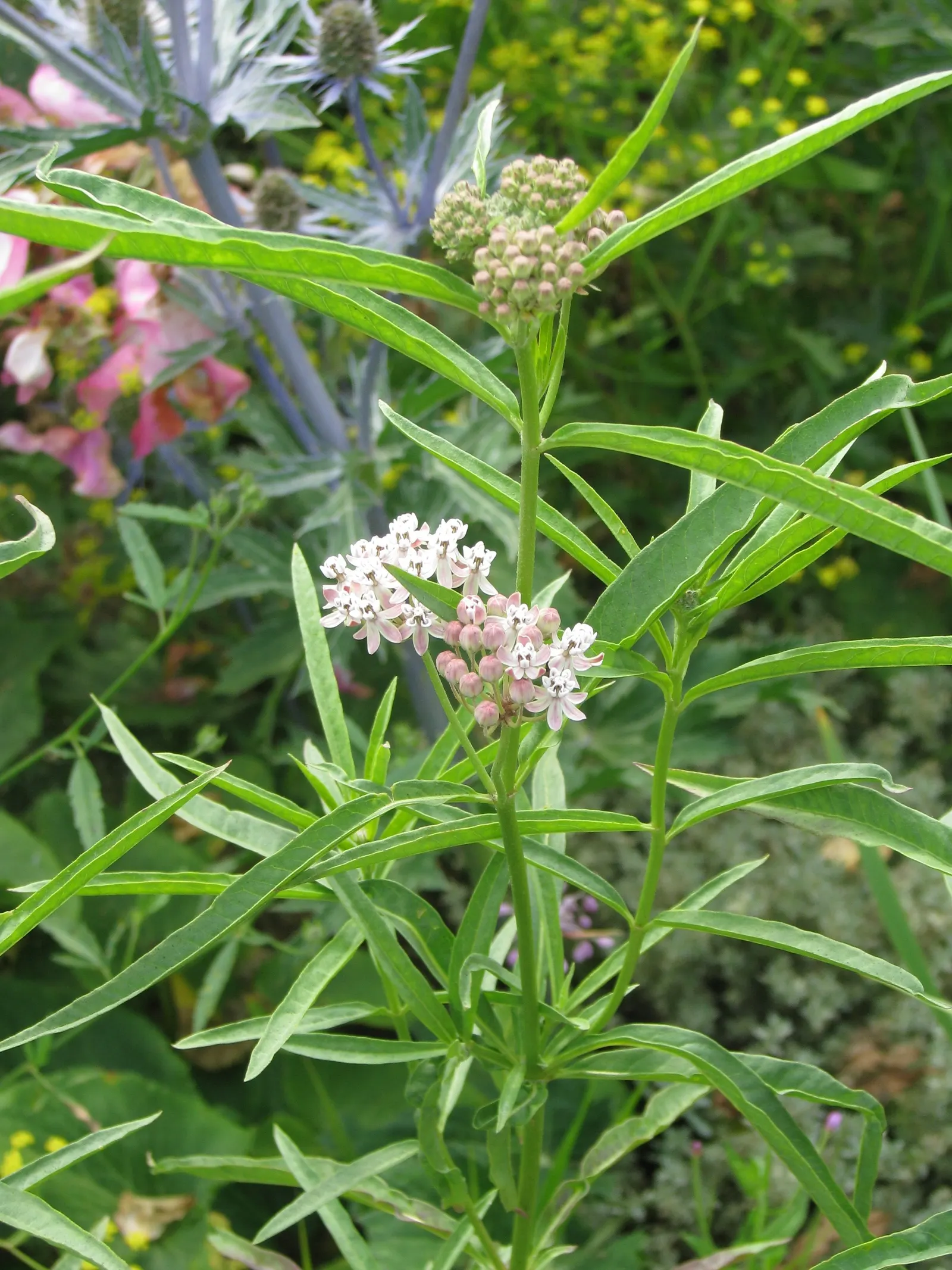 Narrow-Leaf Milkweed (Asclepias Fascicularis) — offering nectar and larval food; providing a delicate structure in garden designs.<br><br>Adaptable to USDA