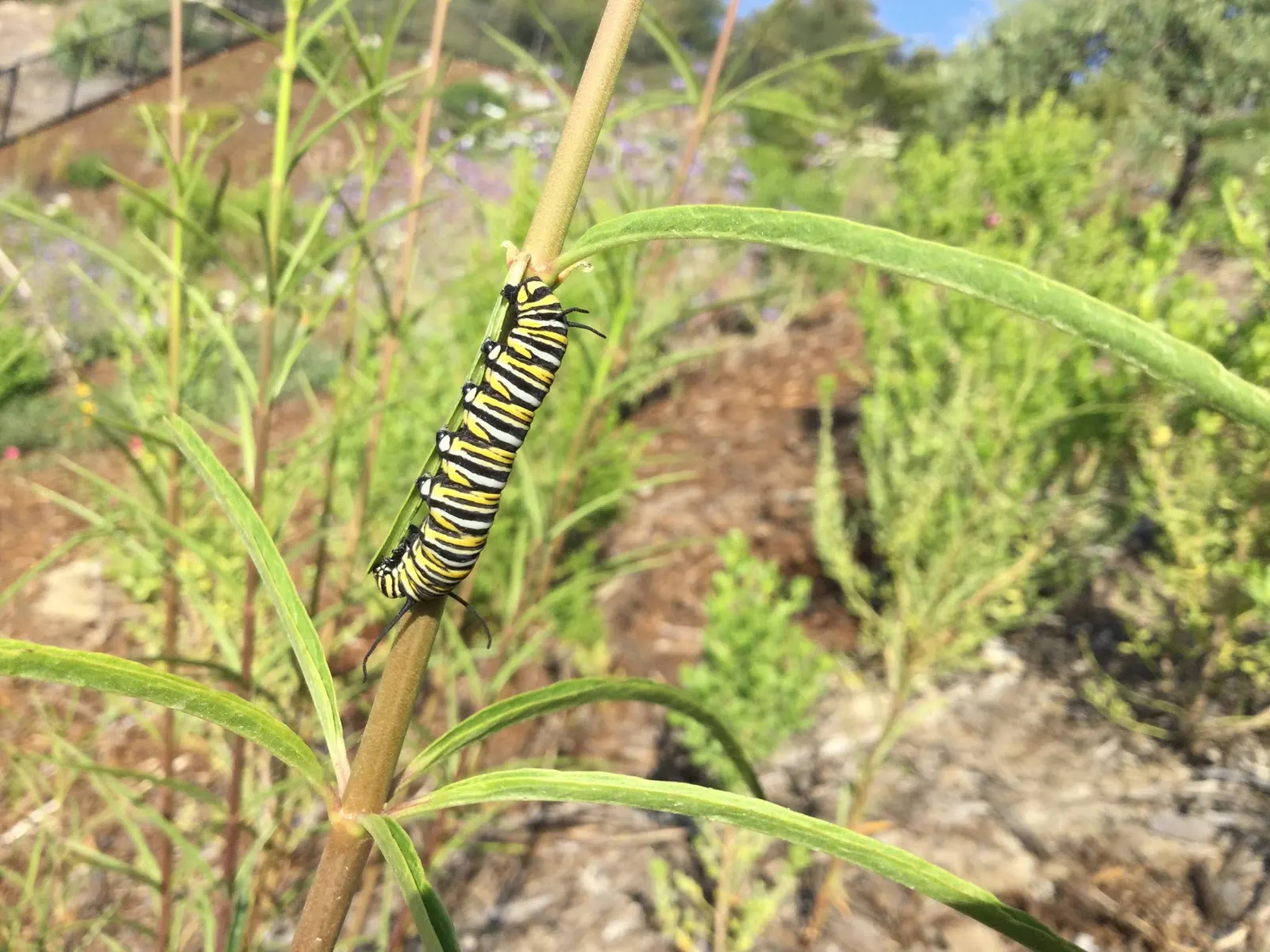 Narrow-Leaf Milkweed (Asclepias Fascicularis) — makes Asclepias fascicularis an excellent choice for sustainable and wildlife-friendly landscapes