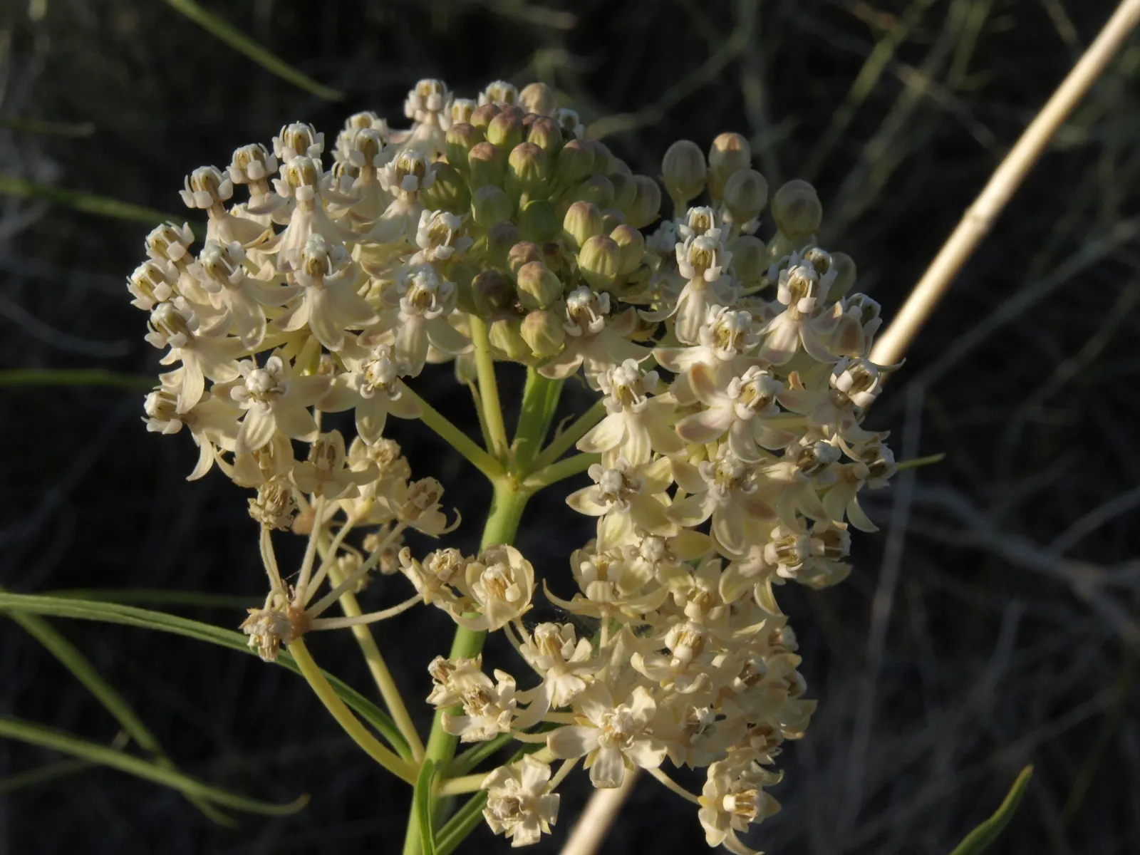 Narrow-Leaf Milkweed (Asclepias Fascicularis) — which can grow up to 5 inches long