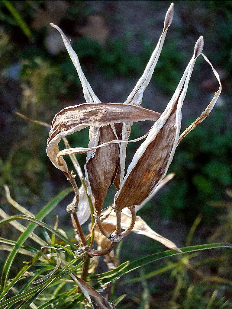 Narrow-Leaf Milkweed (Asclepias Fascicularis) — star-shaped flowers in shades of soft pink and creamy white